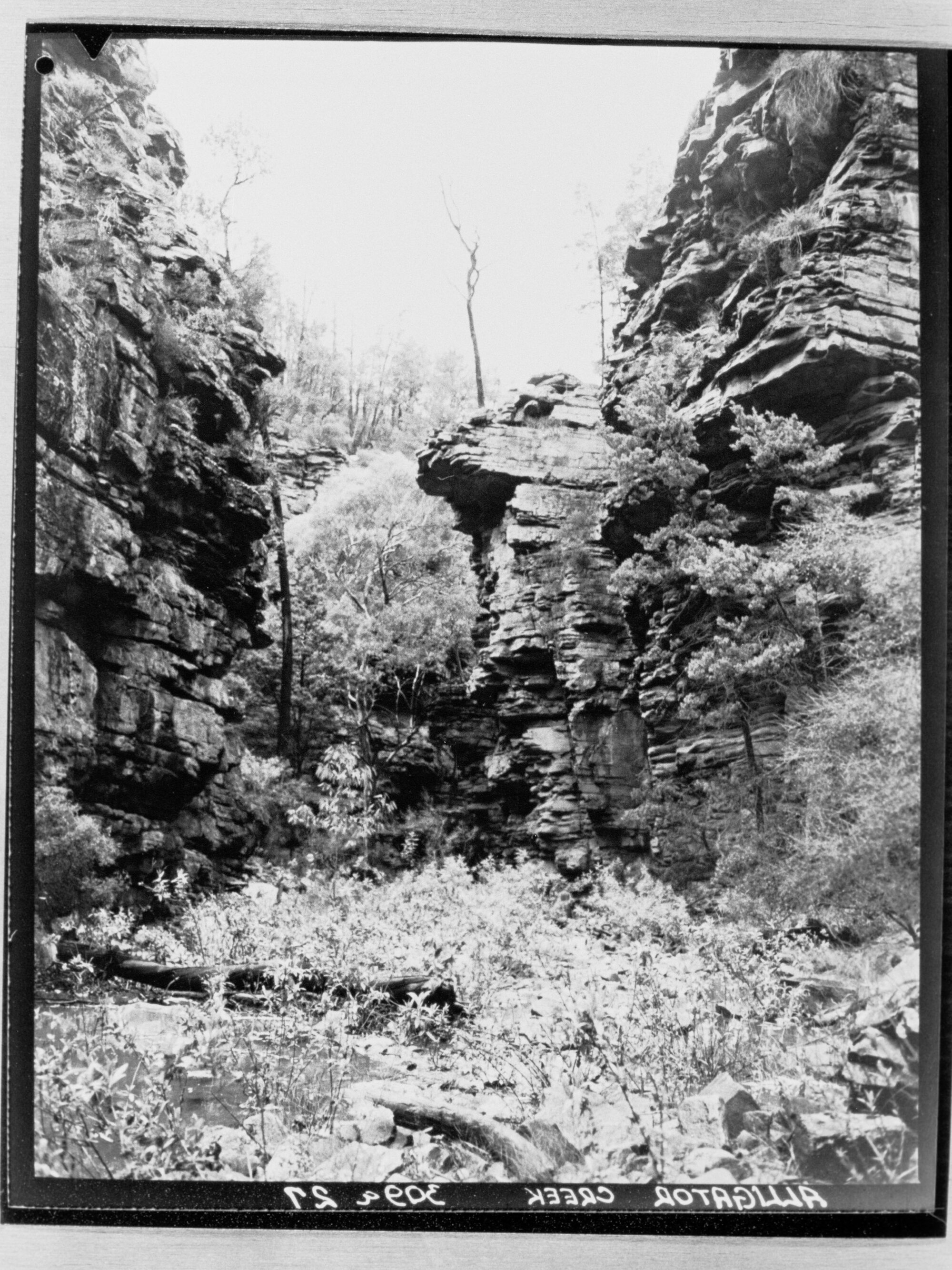 Alligator Creek