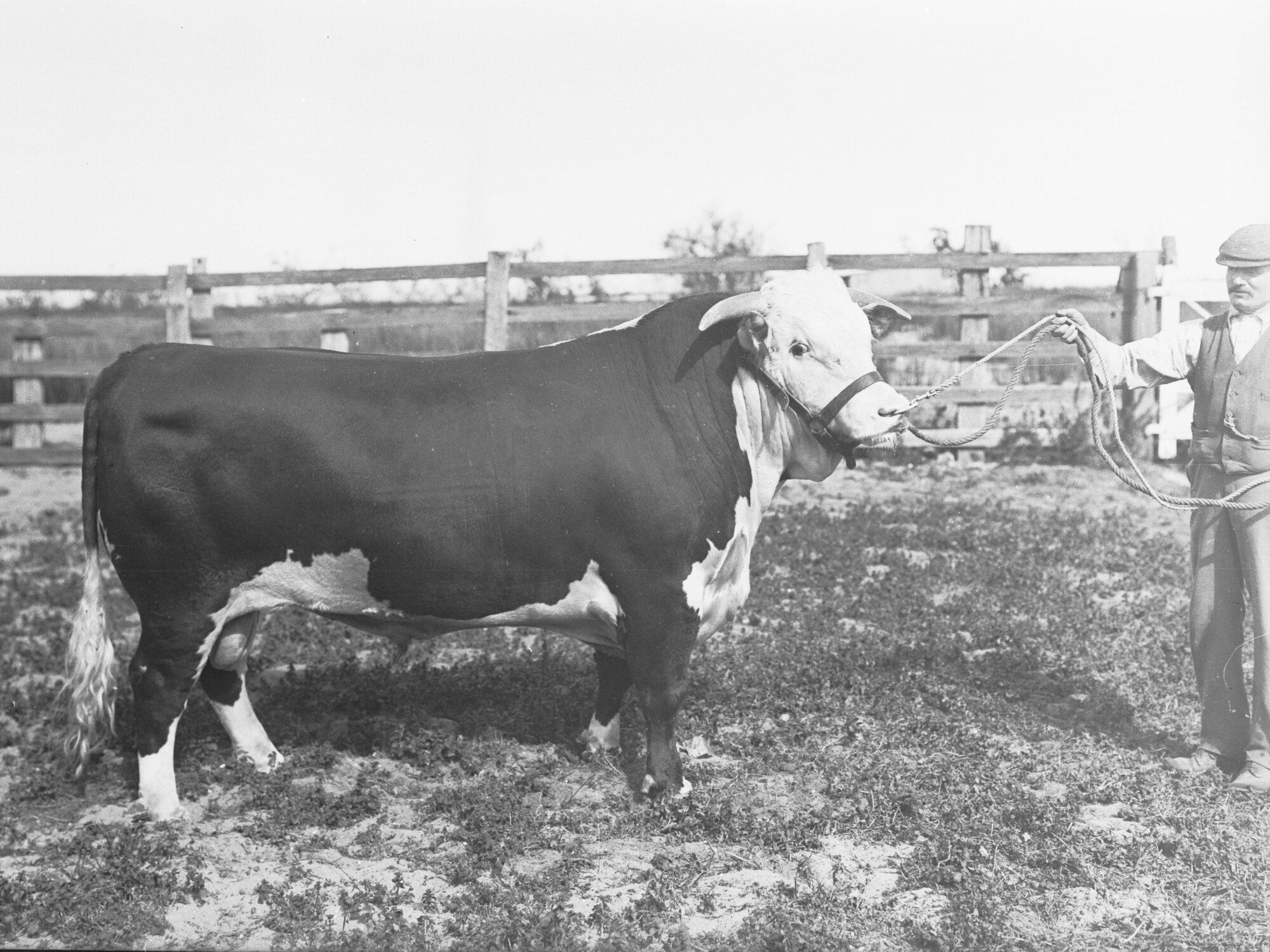 Prize Bull  at Adelaide Show