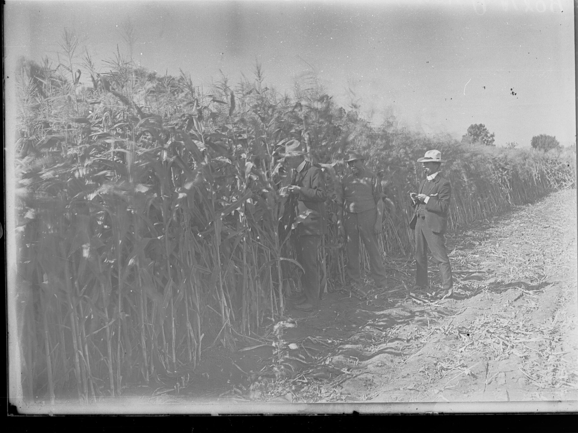 Neeta irrigation area,  maize crop.  Director Samuel McIntosh at left
Neeta irrigation area - maize crop. Director Samuel McIntosh at left