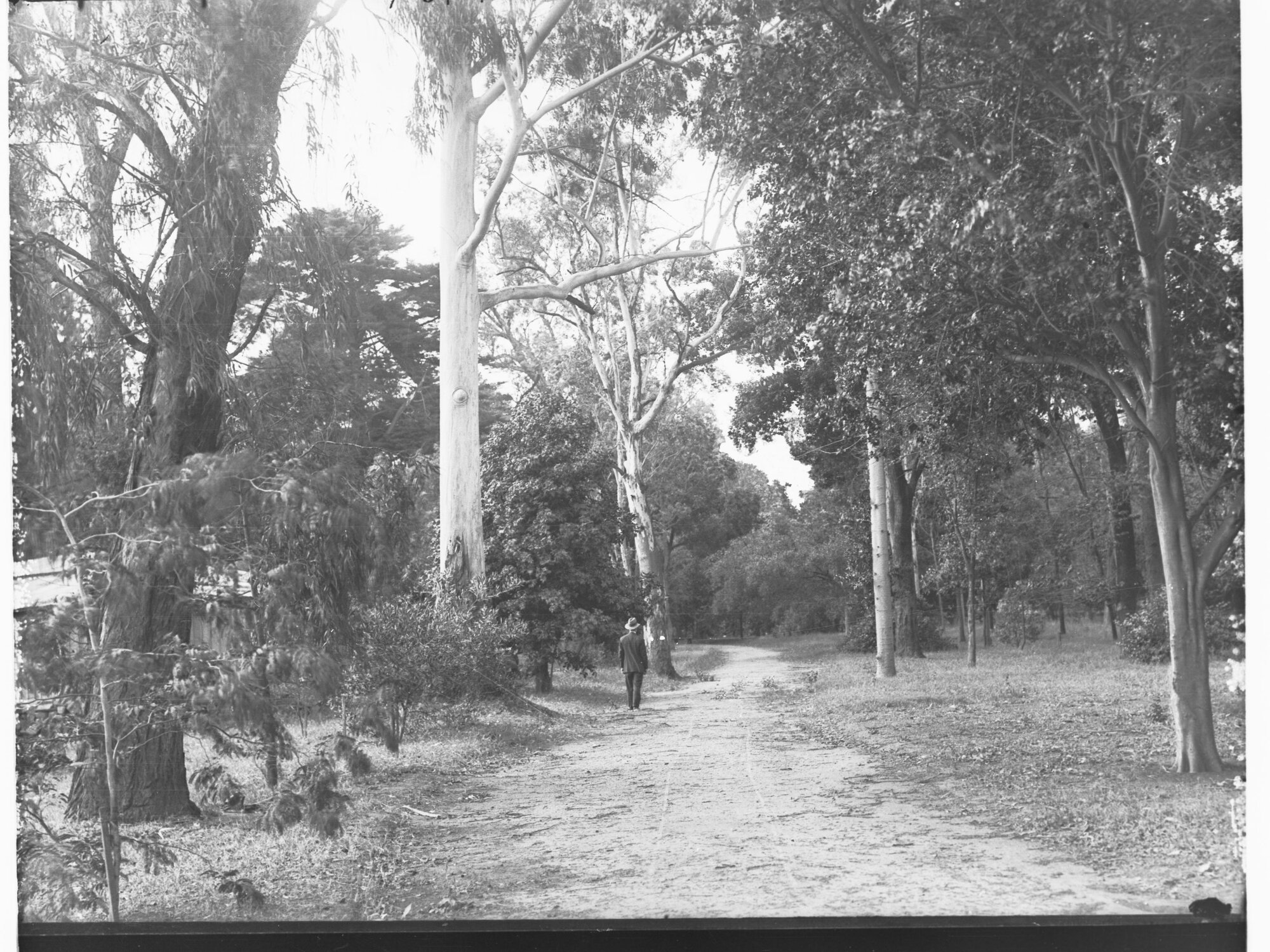 View in Adelaide Botanical Gardens