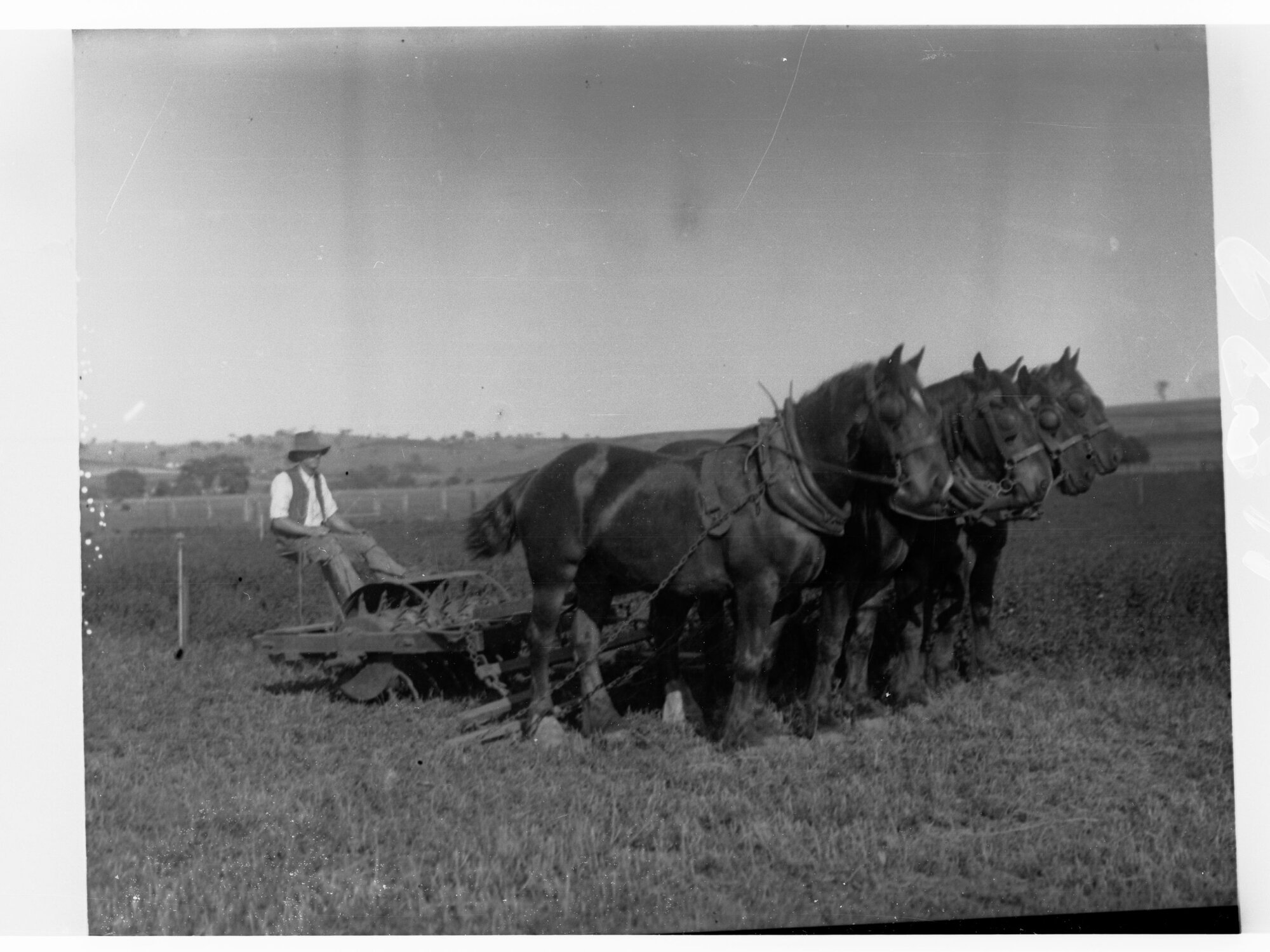 Turretfield, Government Stud Farm - Rolling Lucerne