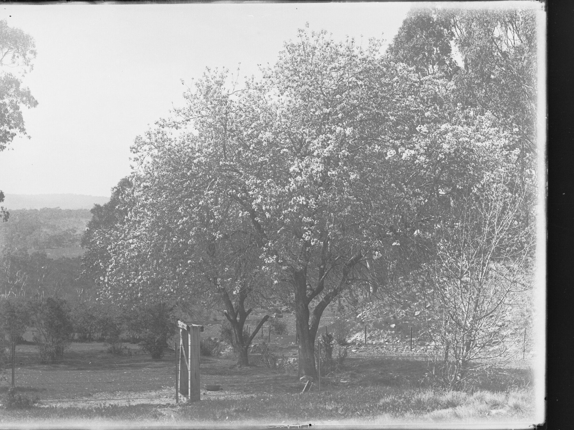 View of fruit trees c. 1900s