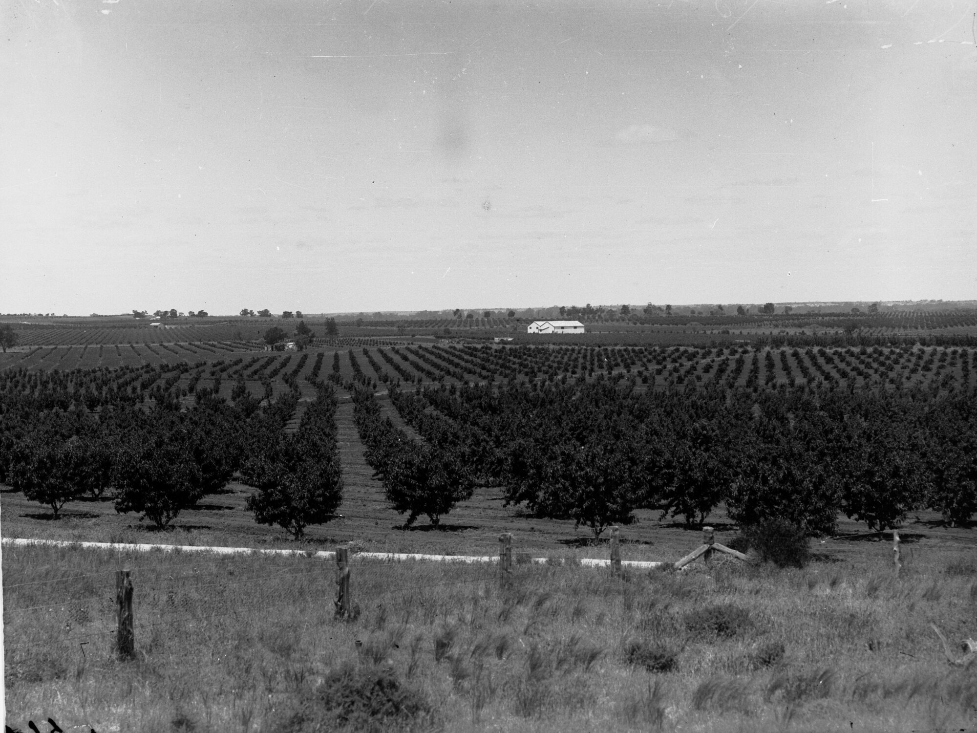 Orchard at Berri