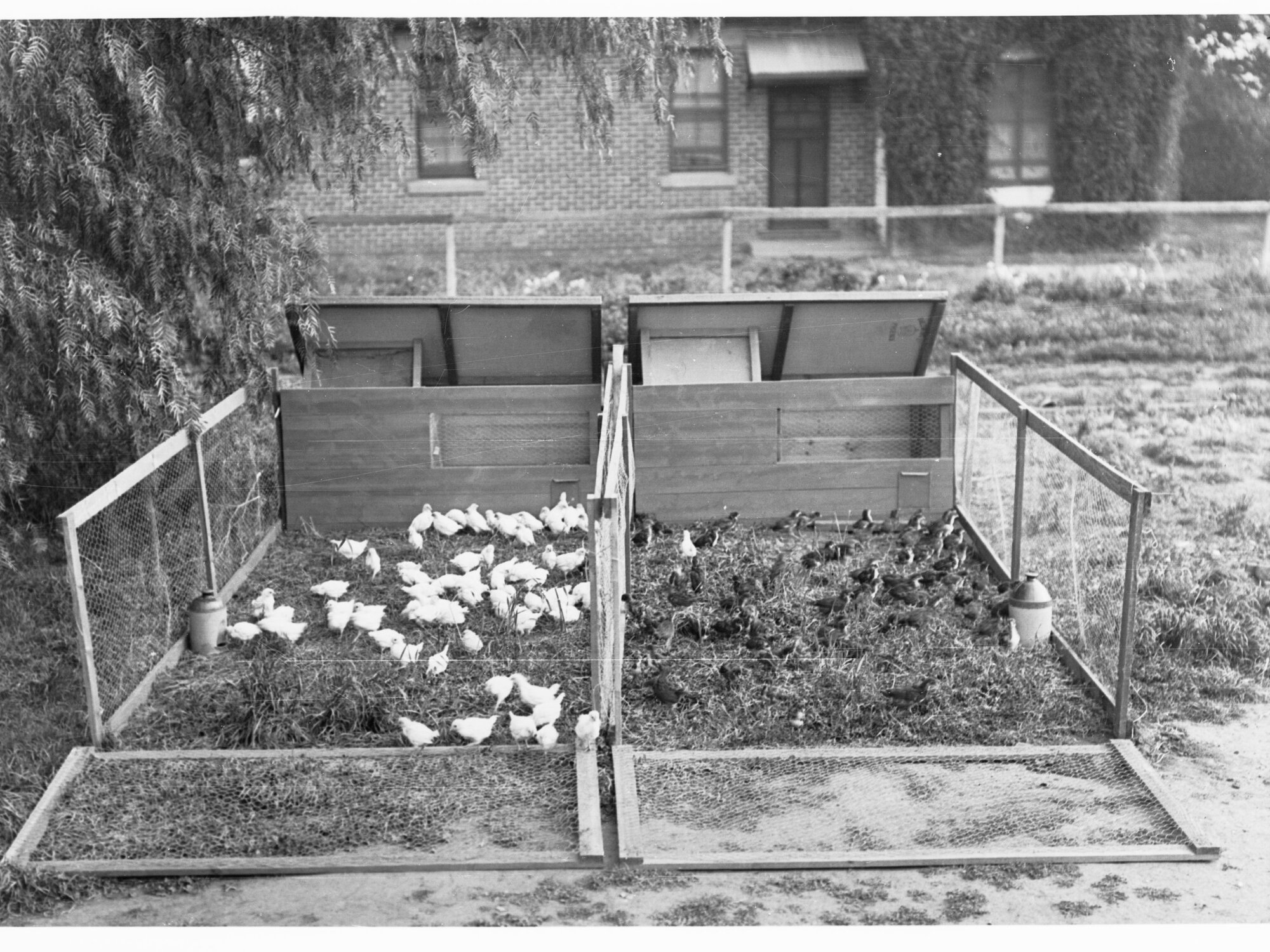 Baby chickens, Parafield Poultry Farm