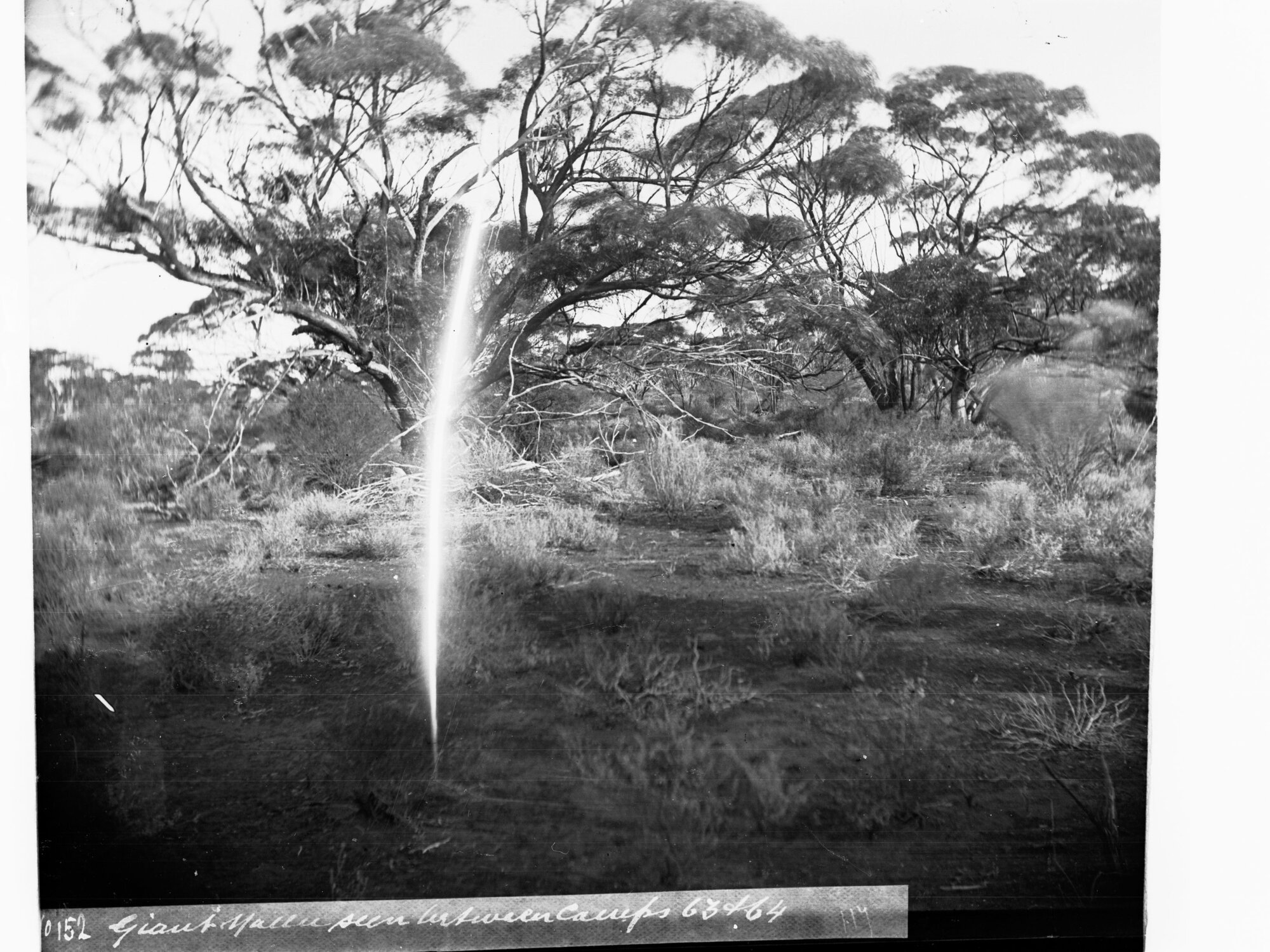 Giant Mallee Tree Seen Between Camps Elder Scientific Expedition