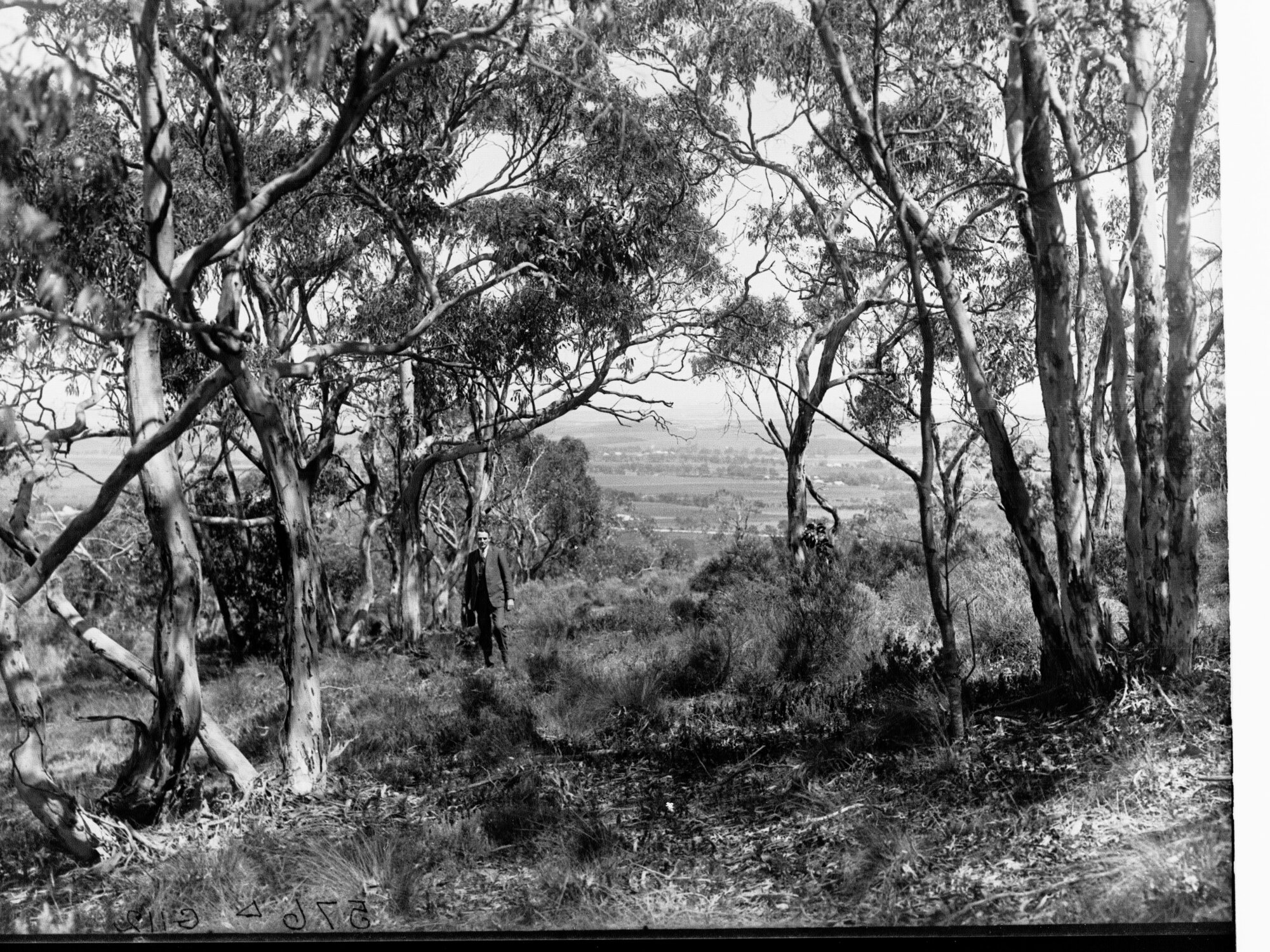 Ansteys Hill