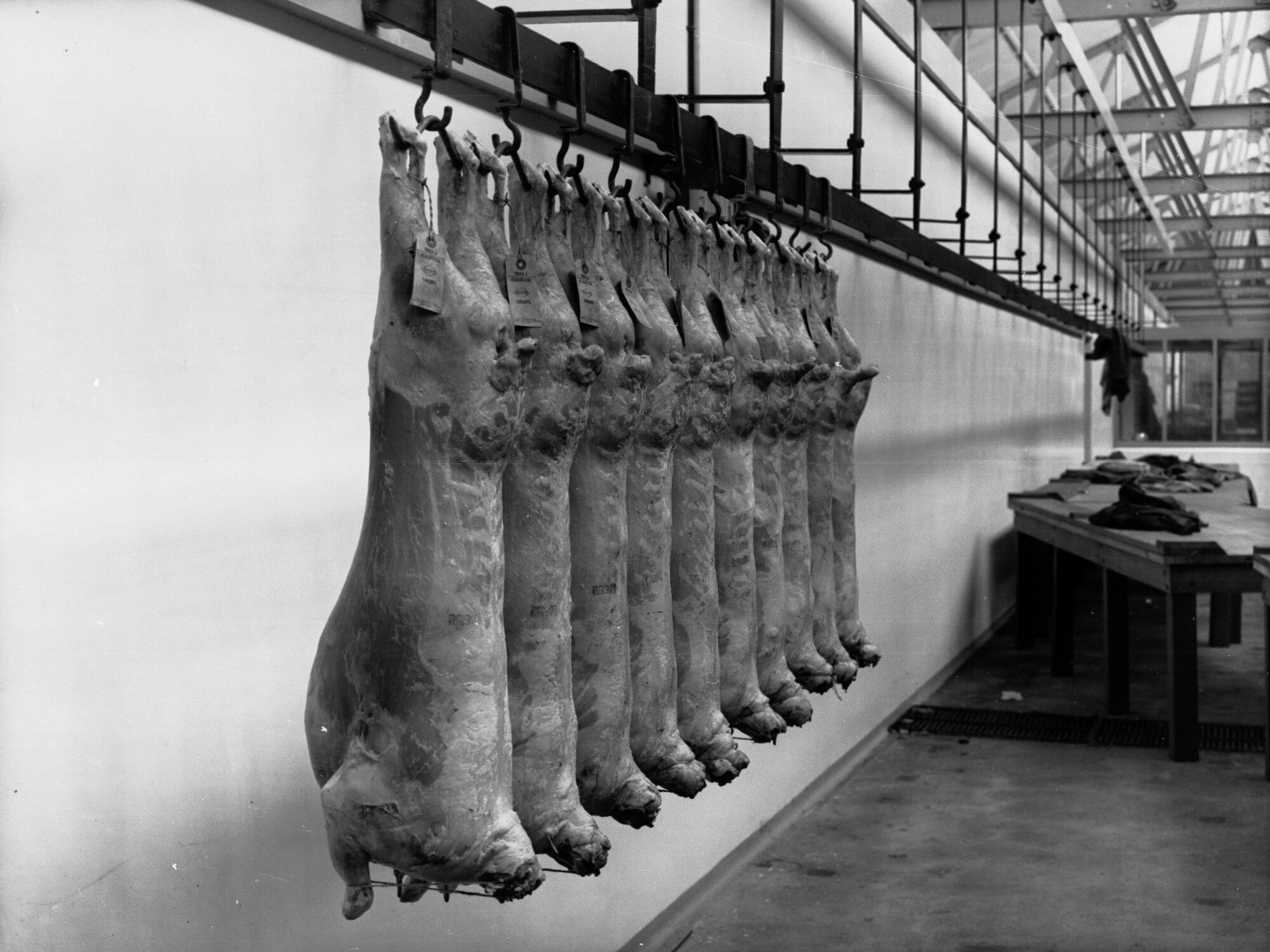 Carcasses of lambs at Roseworthy College