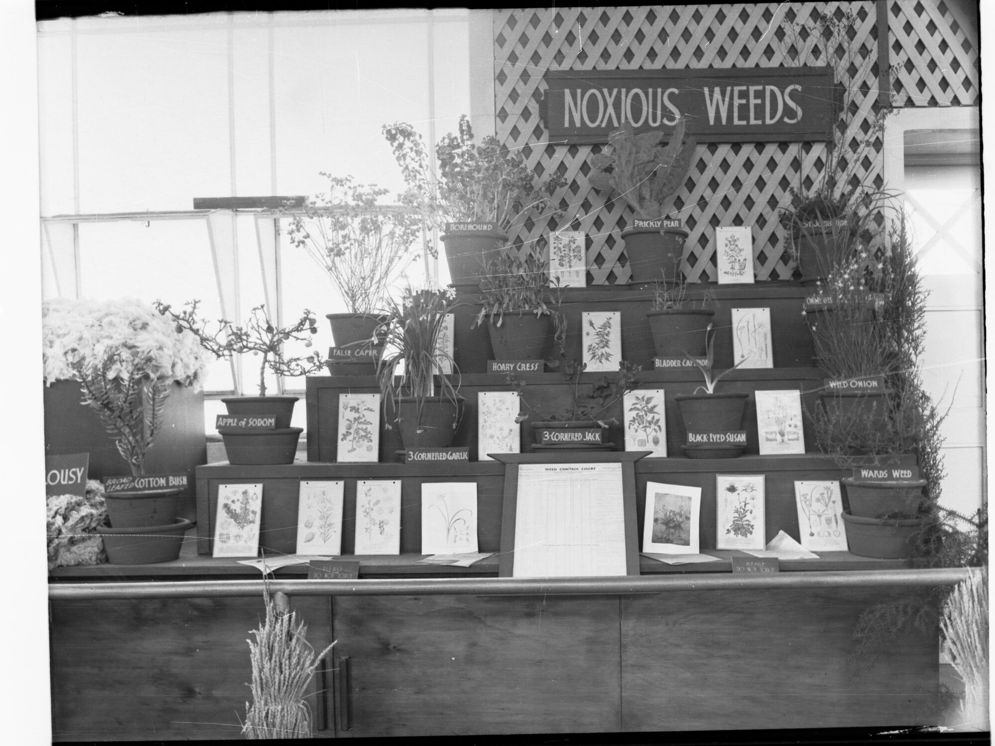 Agricultural Hall - The Royal Adelaide Exhibition - Noxious Weeds Display