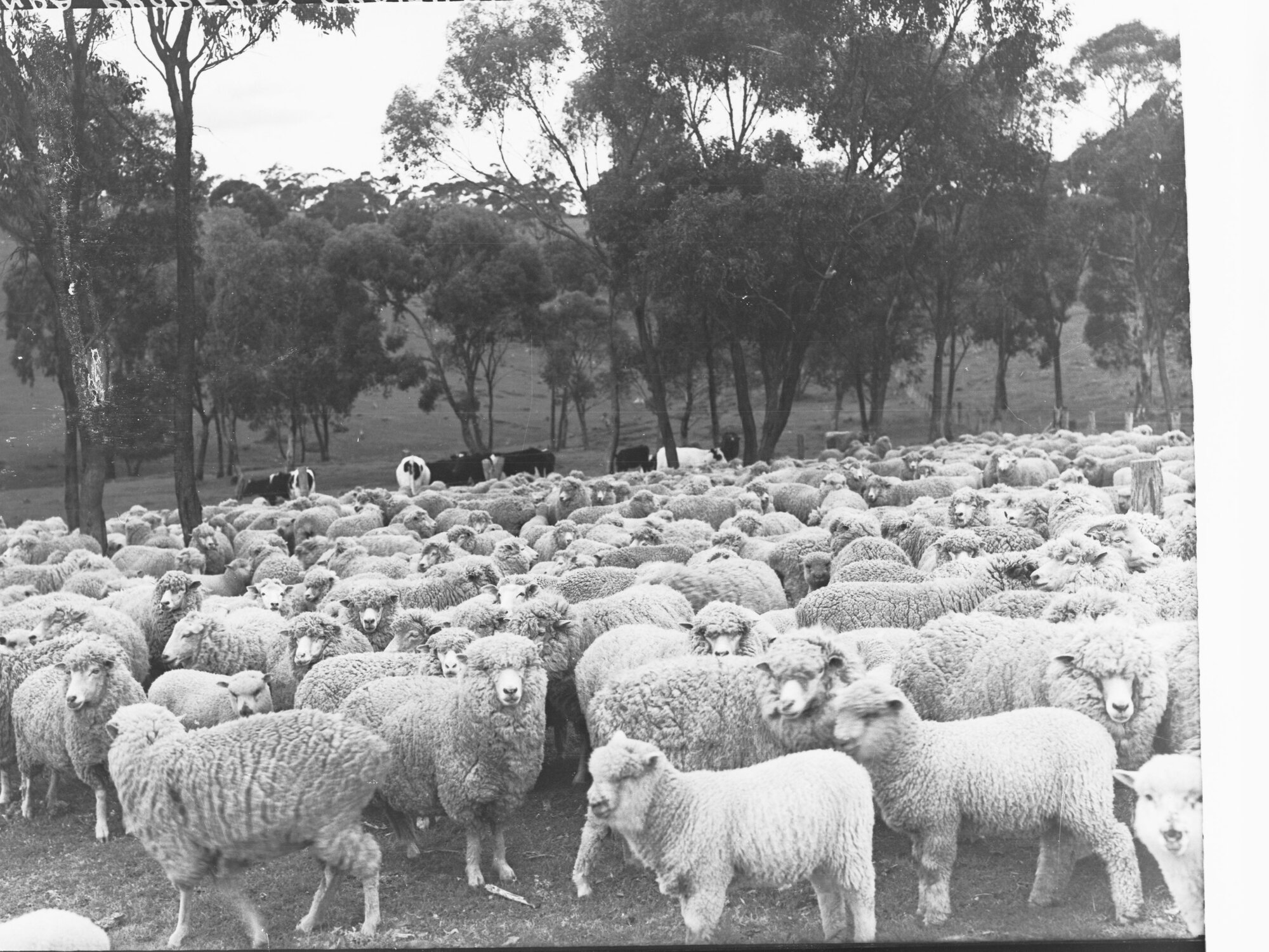 Sheep at Minda Home's Craigburn Farm, 1937