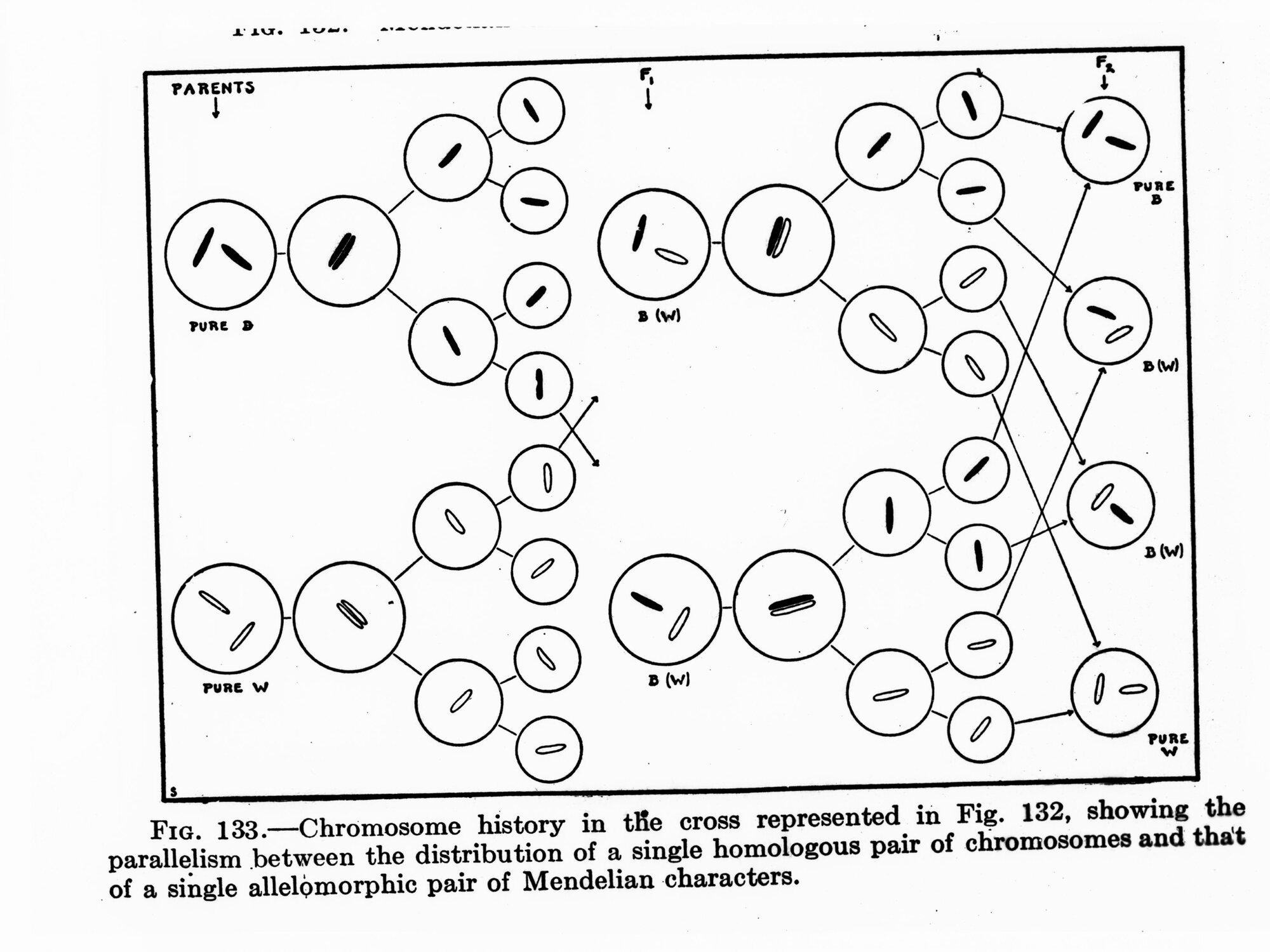 Diagram - Chromosome history showing the parallelism between the distribution of a single homologous pair of chromosomes and that of a slight allelomorphic pair of Mendelian characters