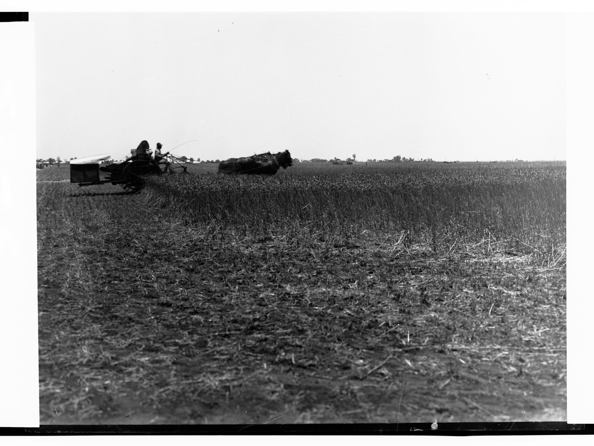 Harvester at Work at Mount Templeton Estate