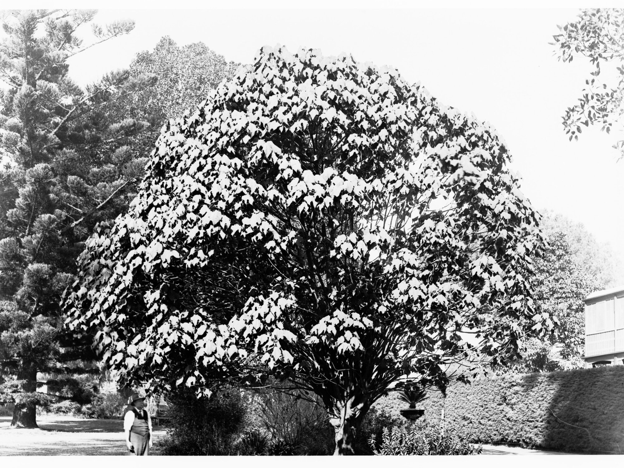 Dombeya Mollis Specimen,  Botanic Gardens