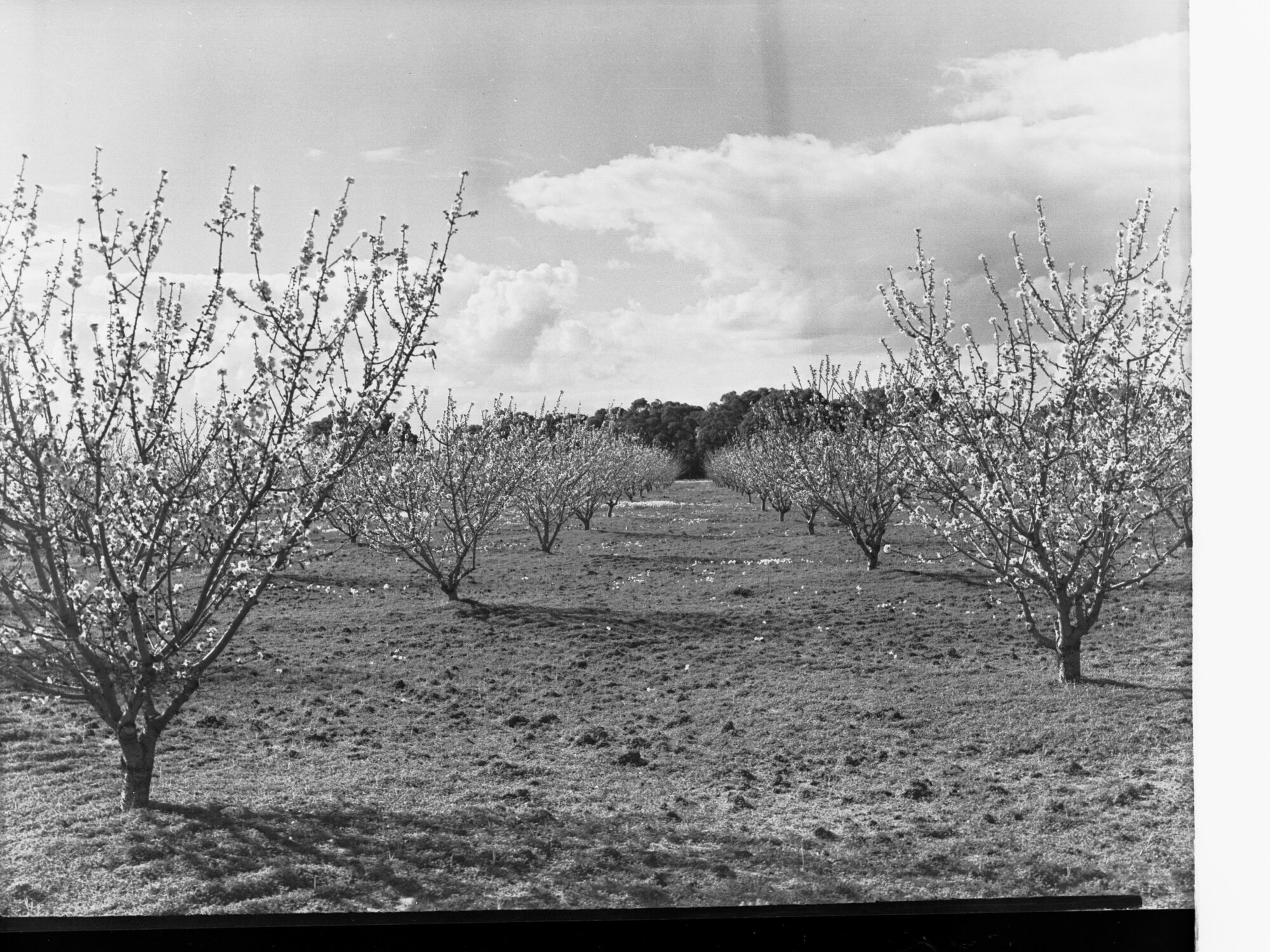 Almond Blosom Trees