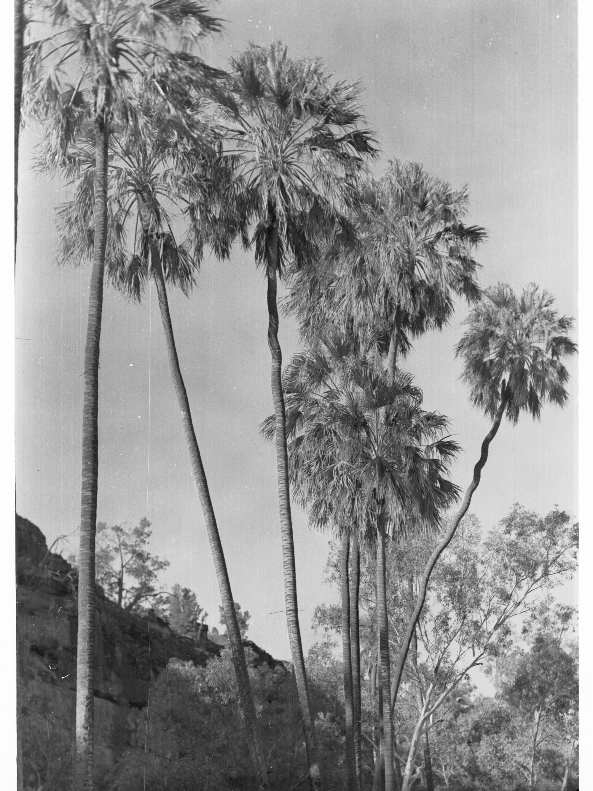 Livingstonia Palms