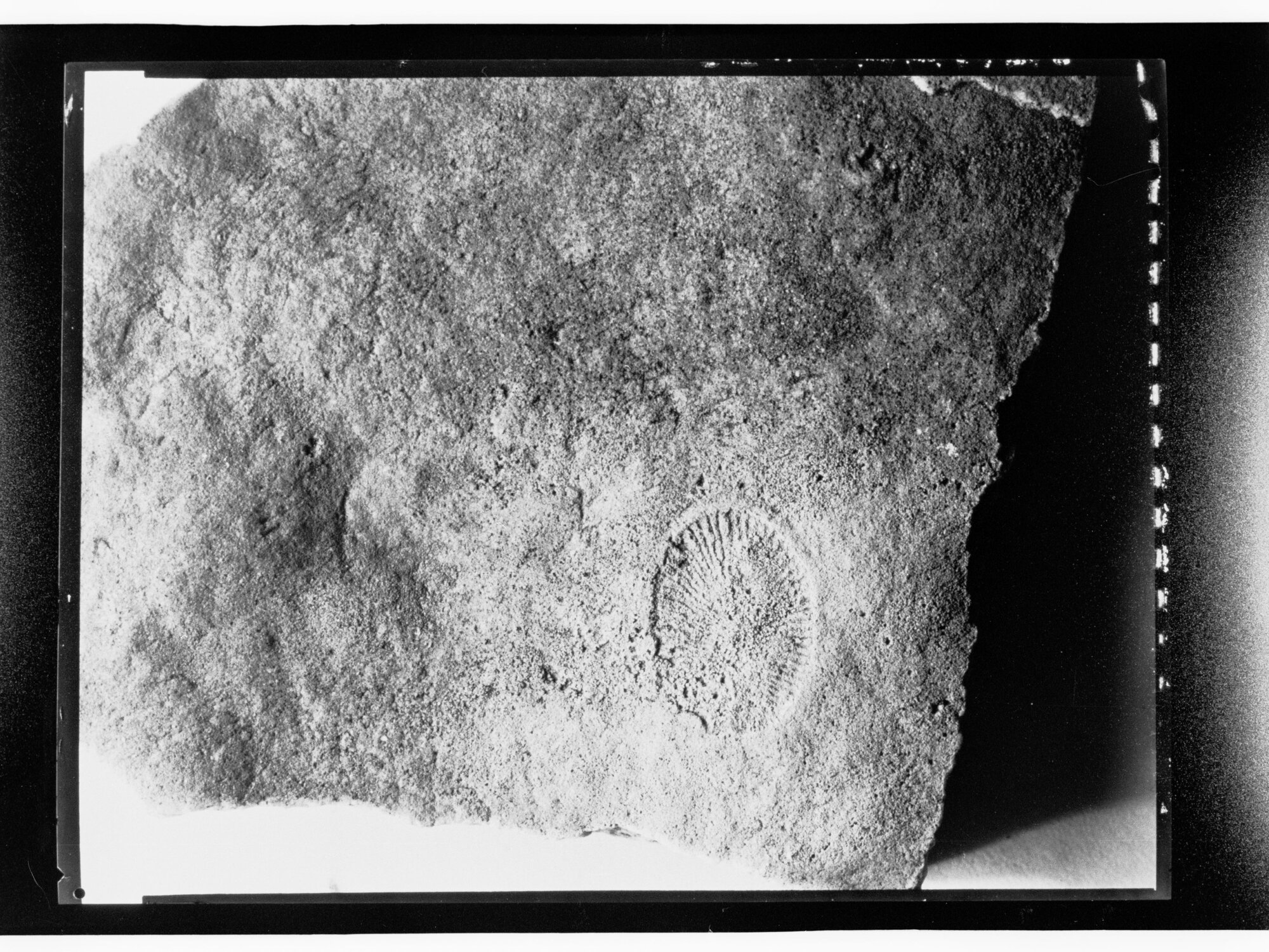 Fossil from Ediacara