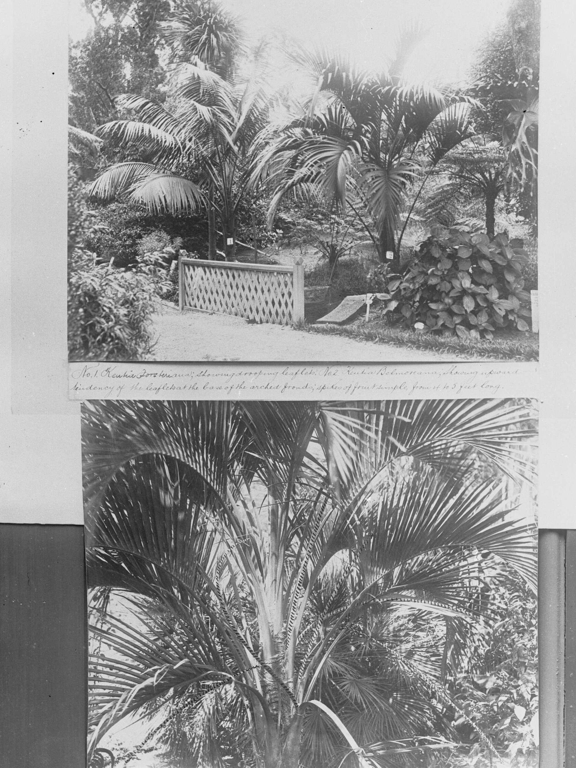 Palm tree plantation photographed by  Forestry Deptartment