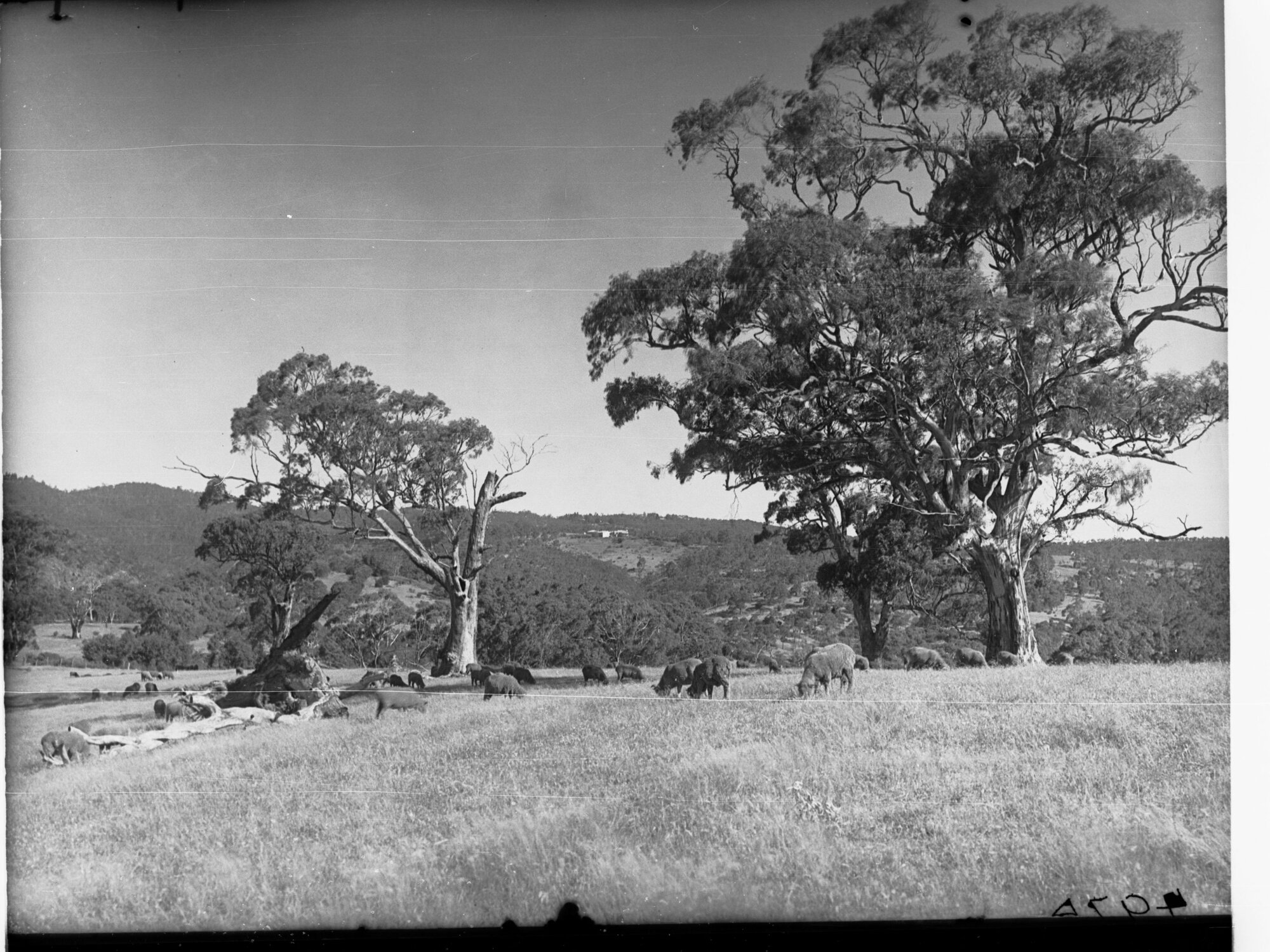 Sheep Grazing on a Hill Mount Osmond