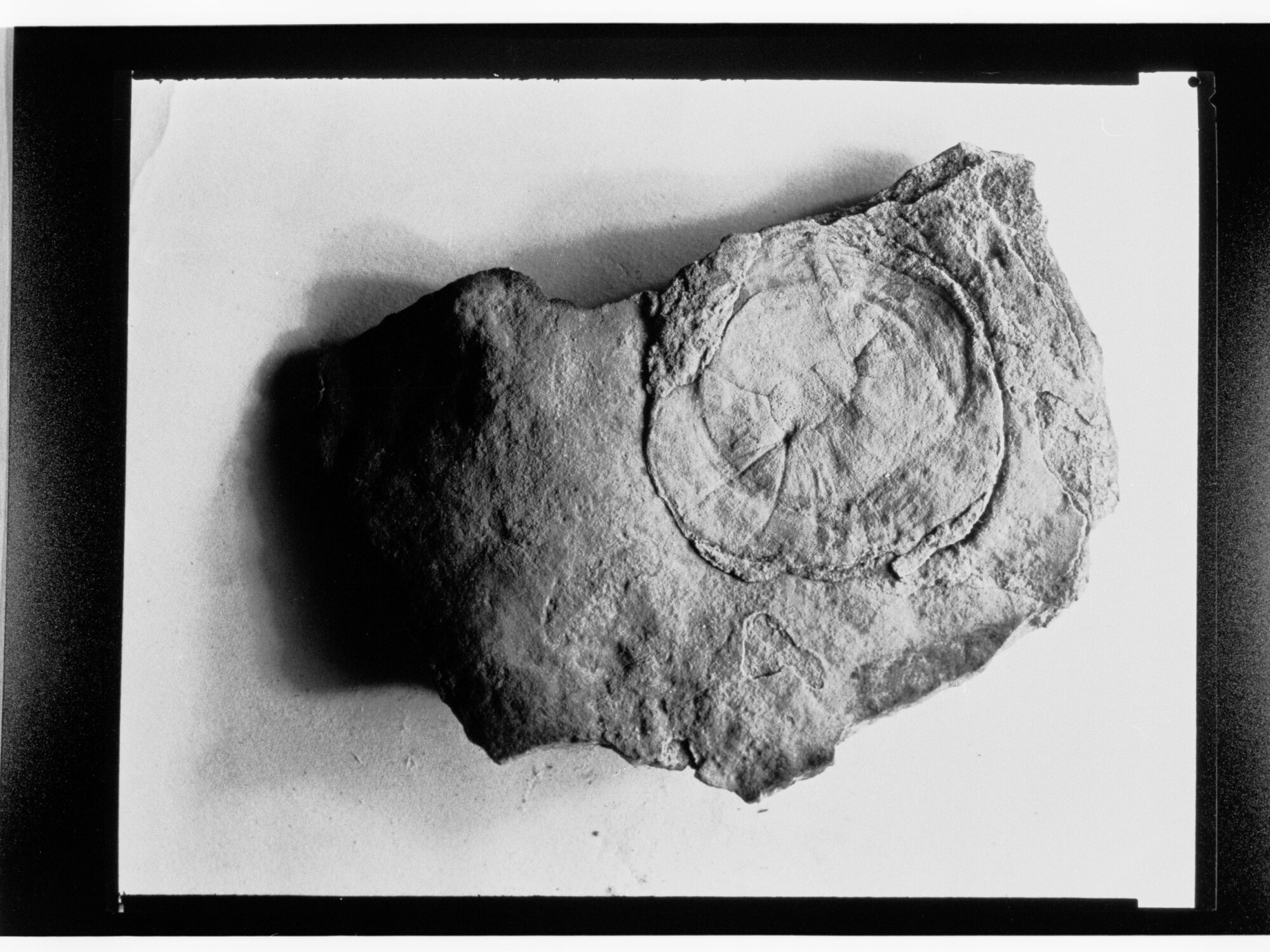 Fossils from Ediacara