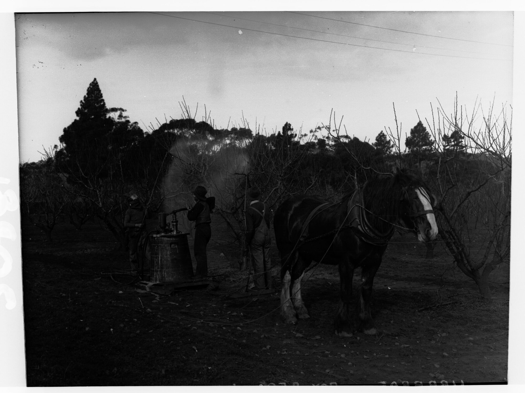 Urrbrae Agricultural College showing students with an insecticide pump.  A horse is pulling the pump
