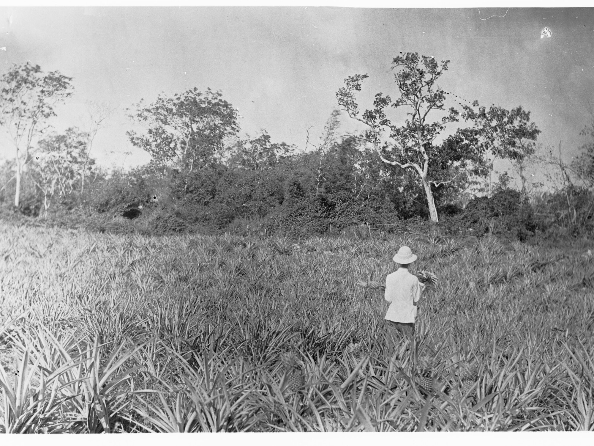Pineapple Field at at Port Darwin - Northern Territory