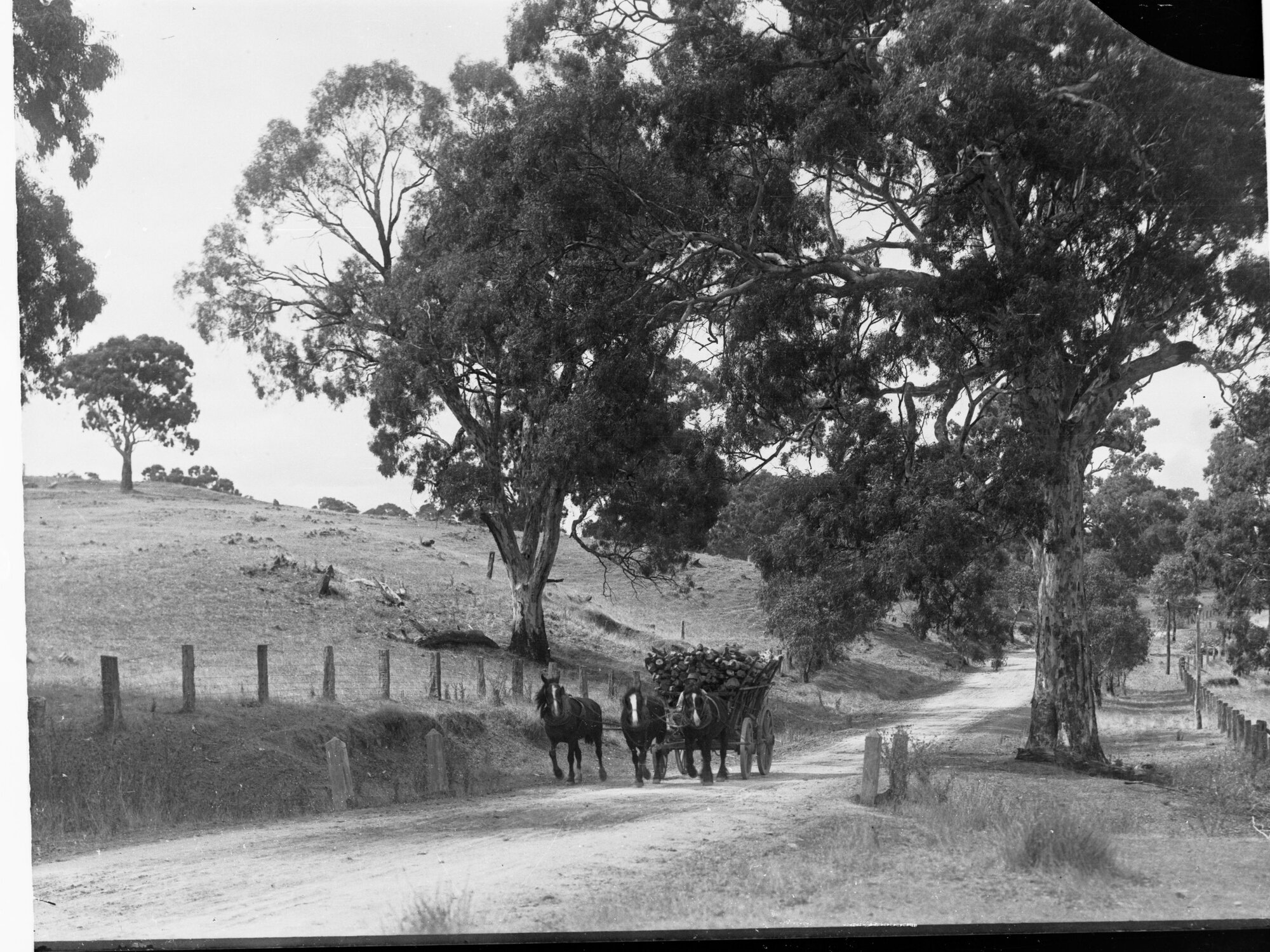 Three Horses Pulling Wagon at Mount Barker