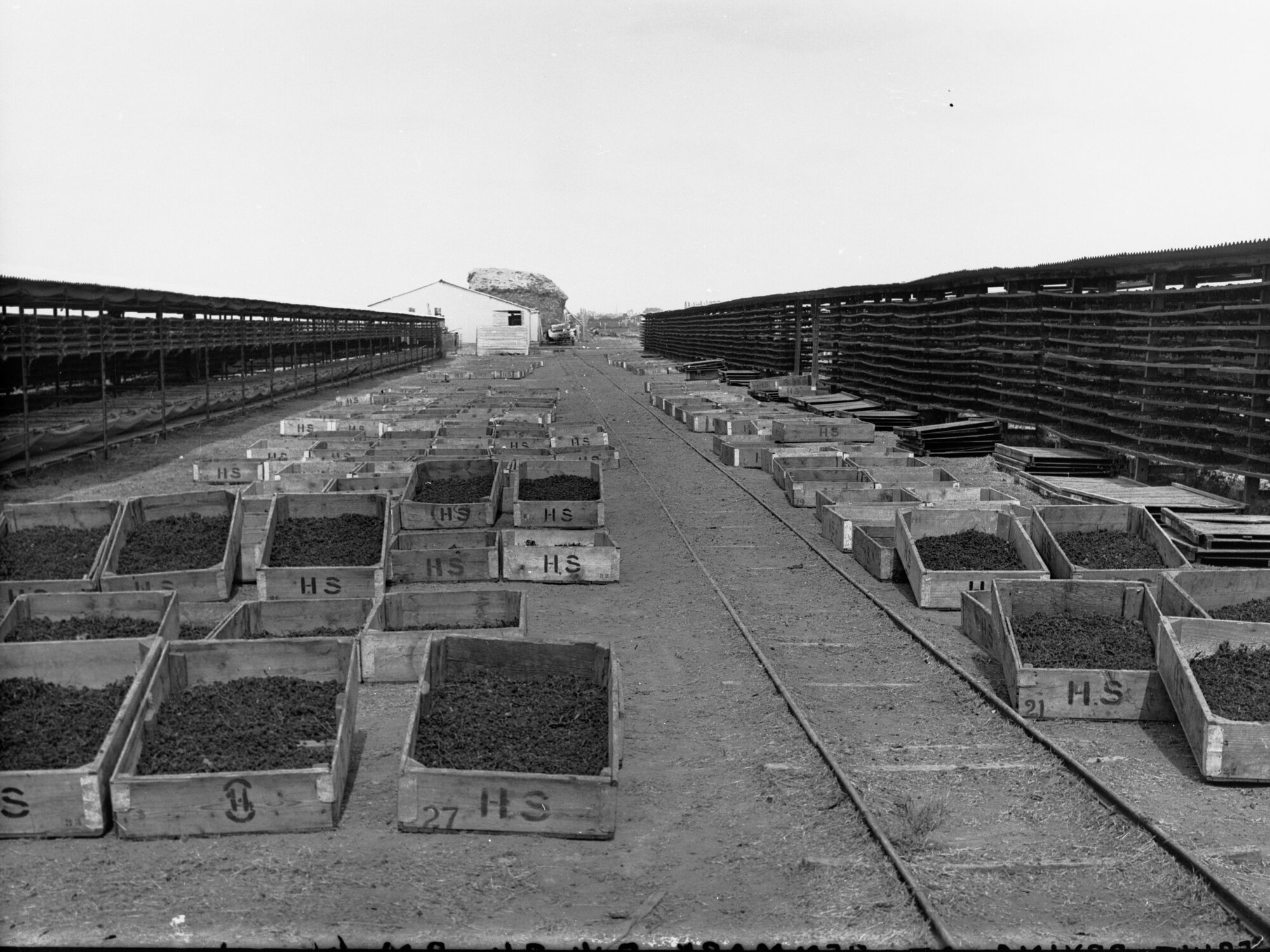 Fruit Drying at Renmark