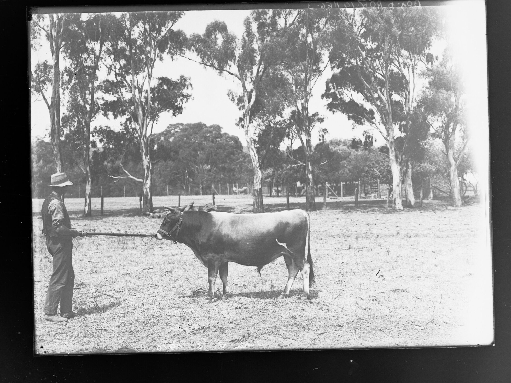 Man and bull in paddock
