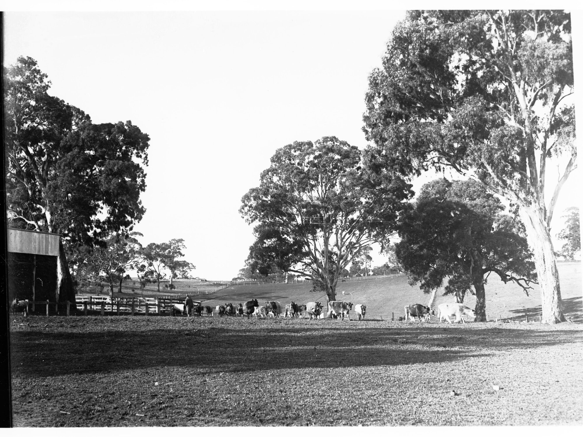 Dairy farming at Mount Barker