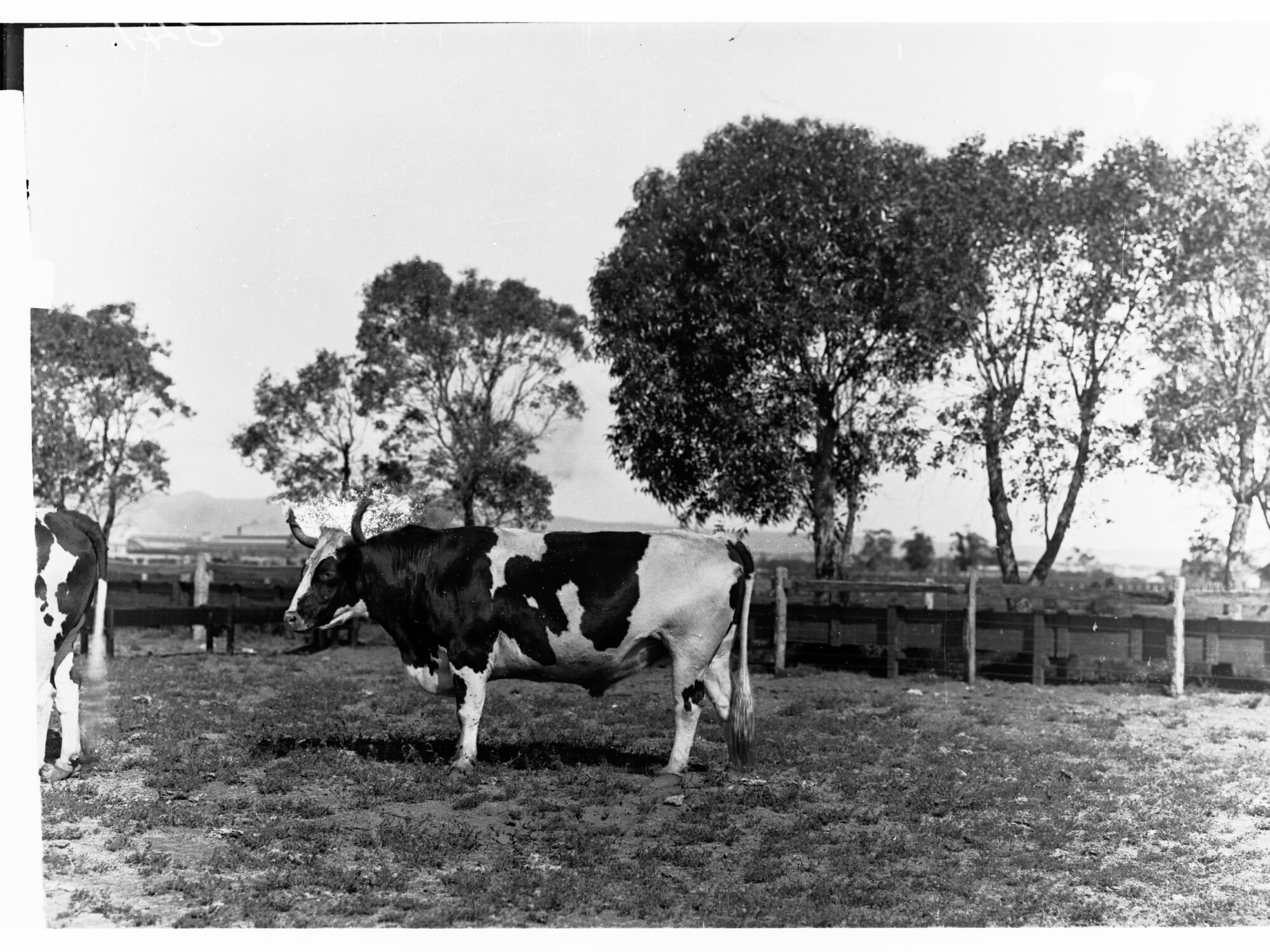 Bull on Farm at Islington