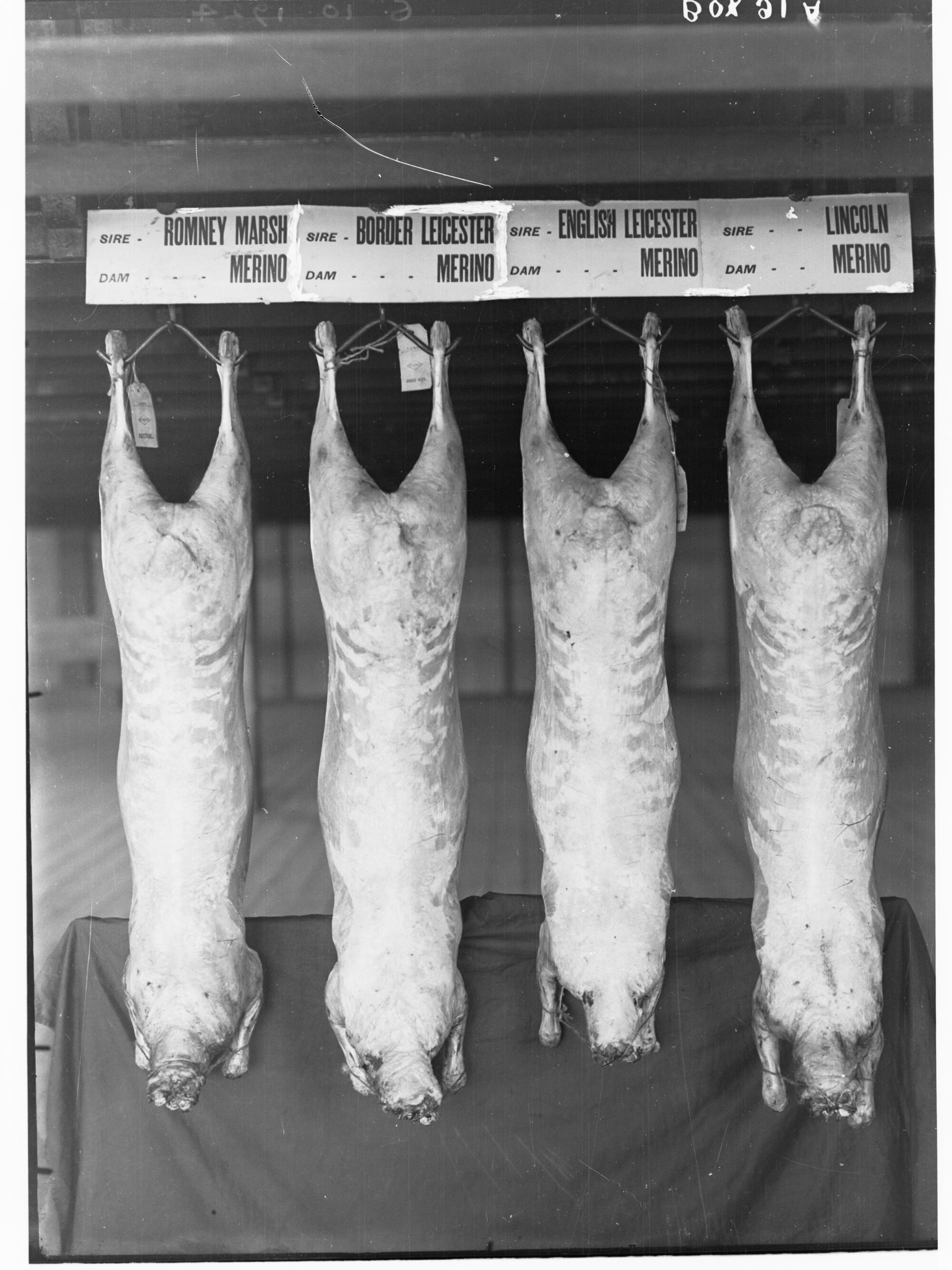 Carcasses hanging in a cool room - Agricultural Department