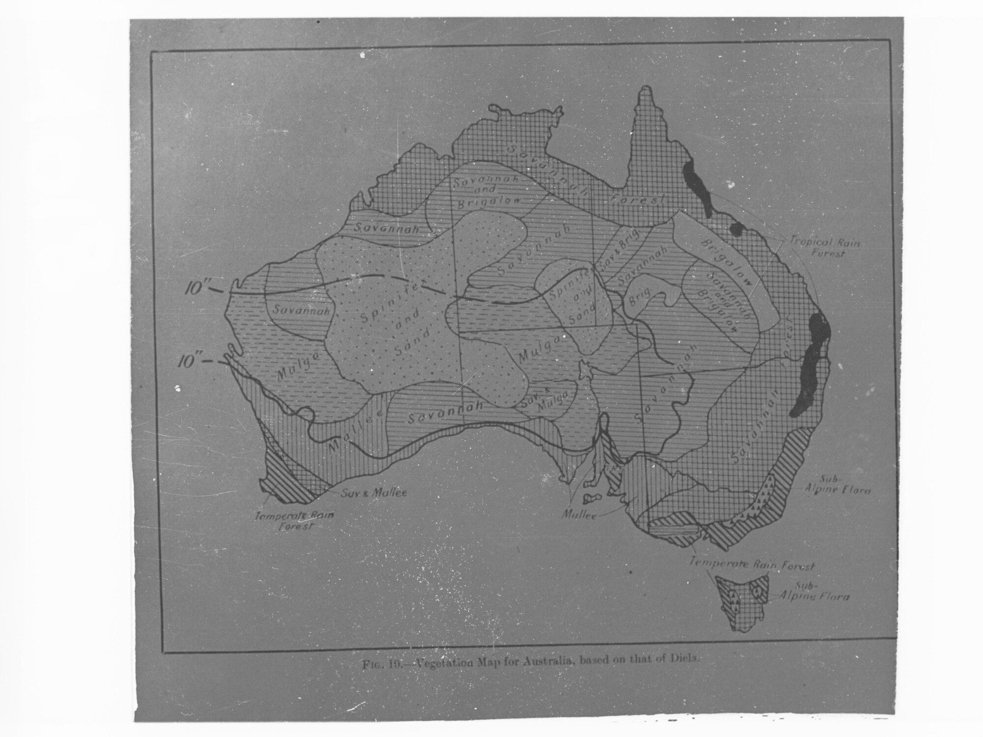 Map of Australia - vegetation based on that of Diels