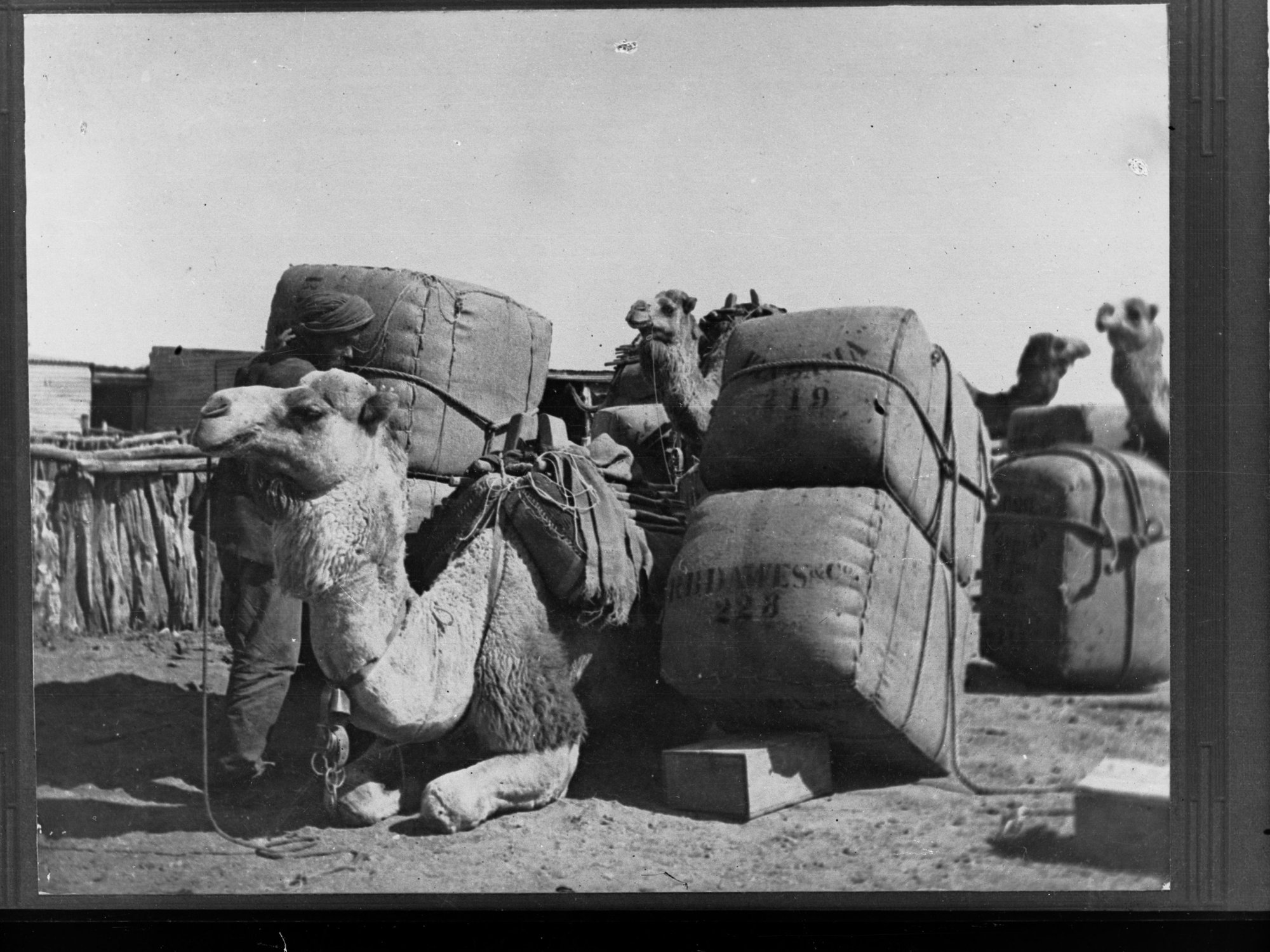Bales of Wool Being Loaded on to Camels