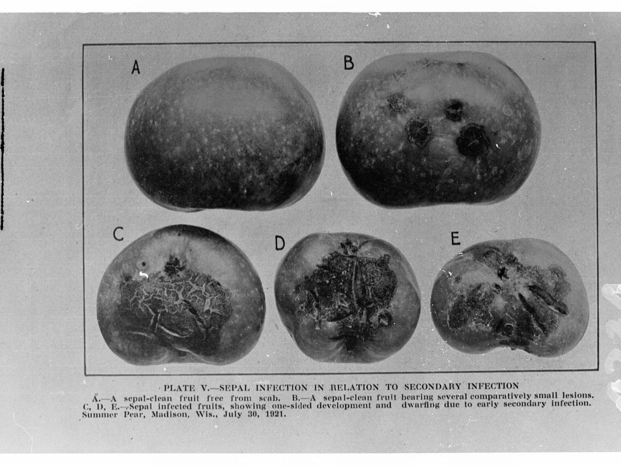 Fruit With Sepal Infection