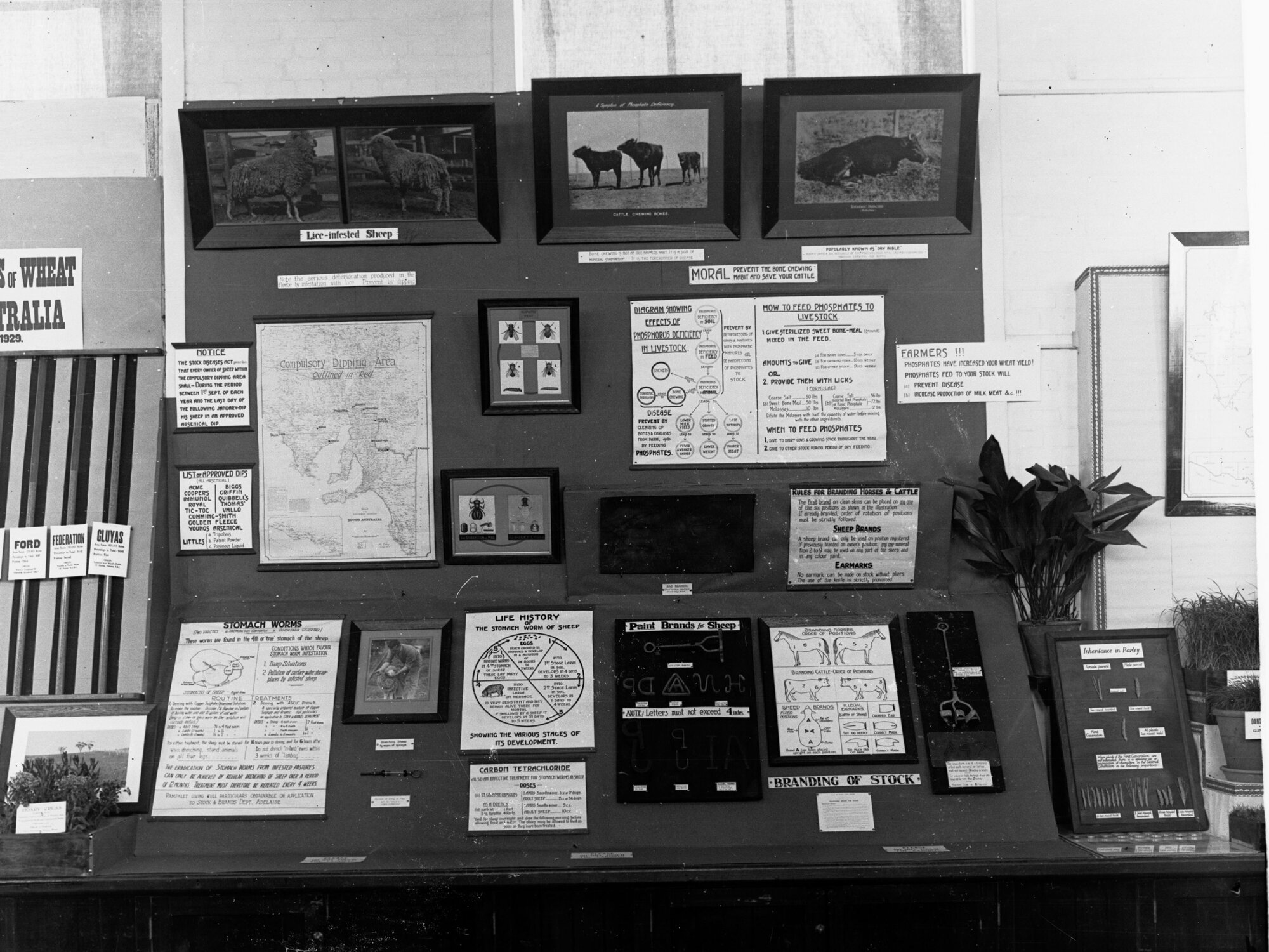 Exhibit on Agricultural Hall Royal Adelaide Show