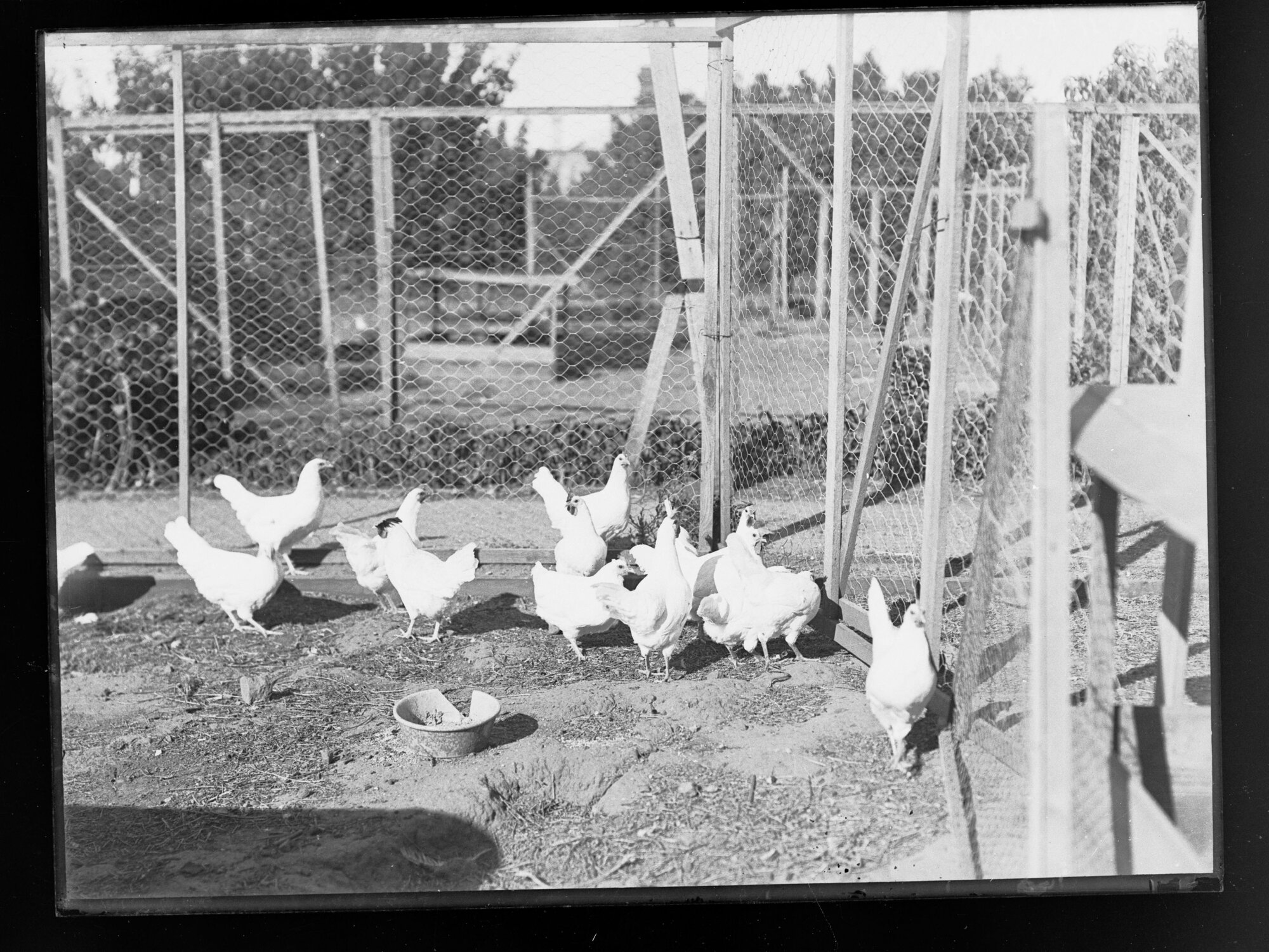 Fowl - chickens in fenced area - Roseworthy Agricultural College