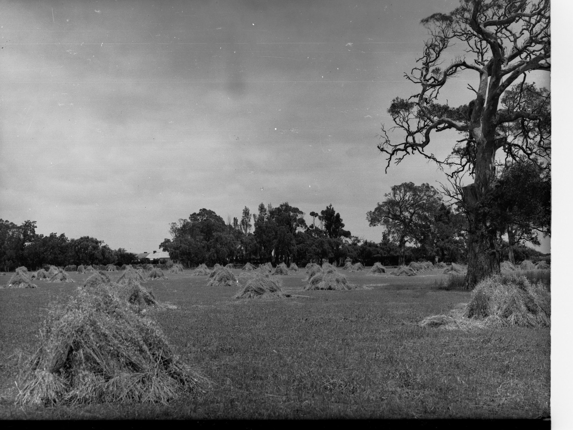 Hay Field and Farm House at Willunga