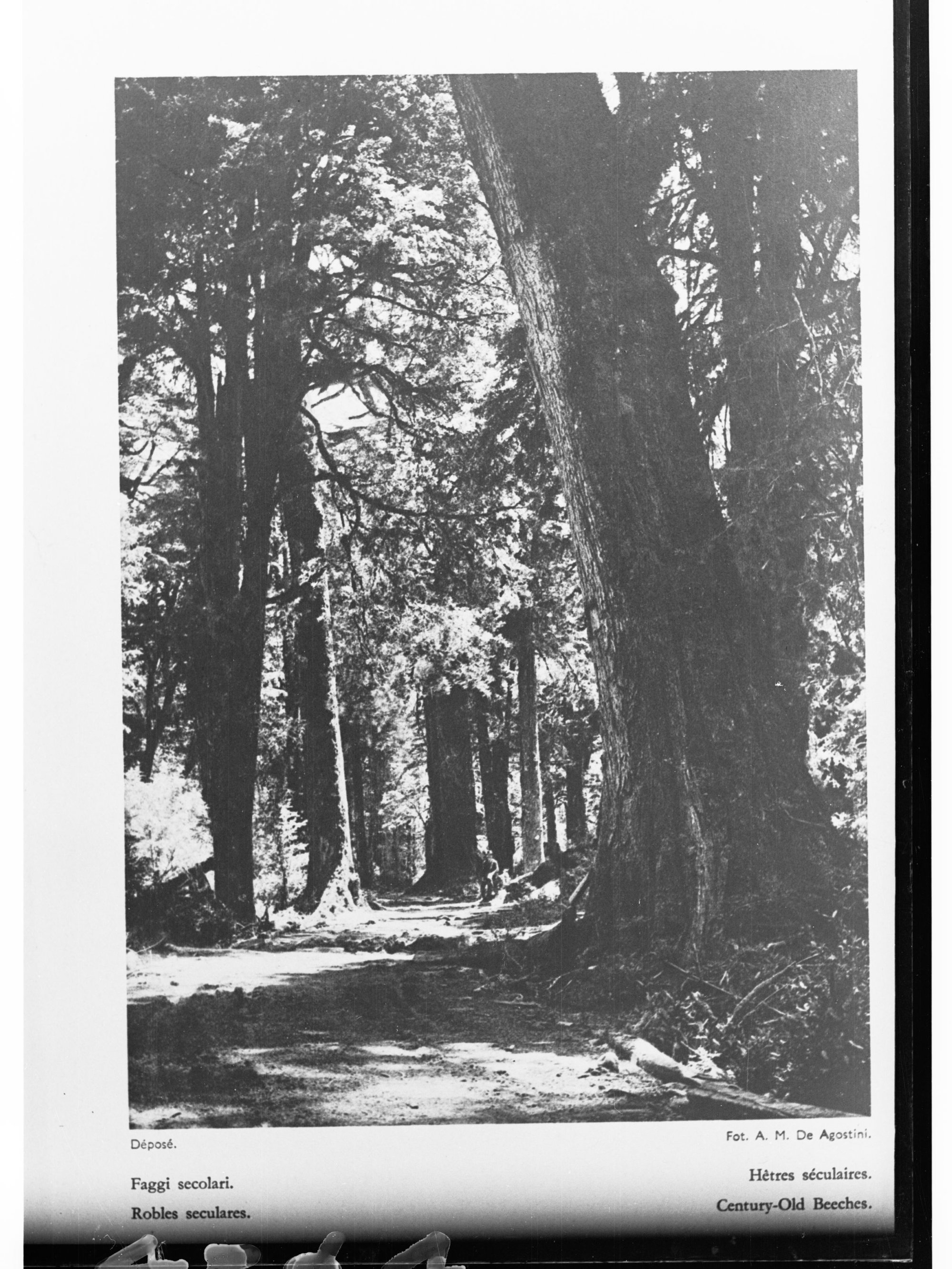 Century Old Beech Trees