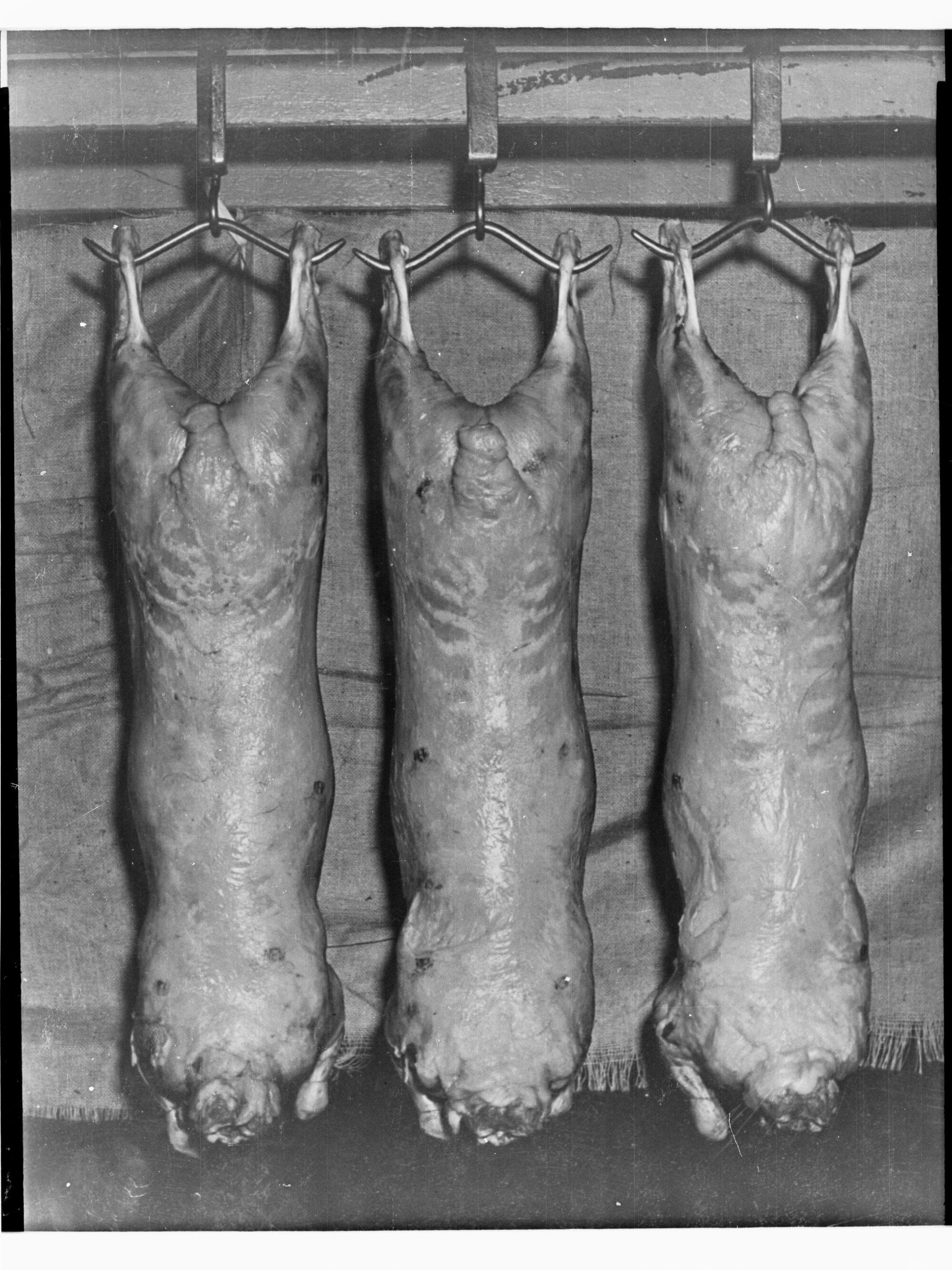 Agriculture - Copy of Sheep Carcasses