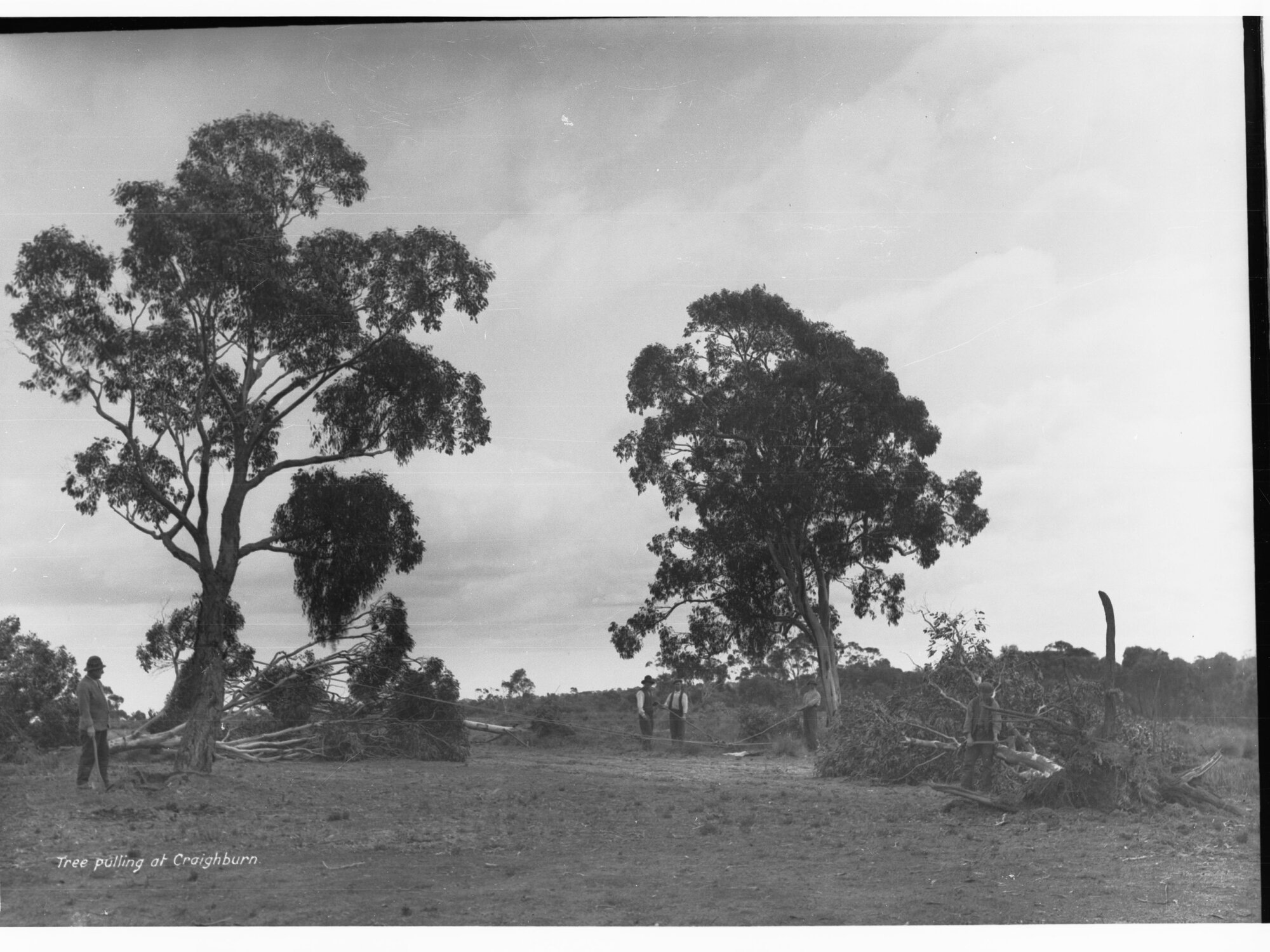 Tree pulling at Minda Home's Craigburn Farm, 1920s