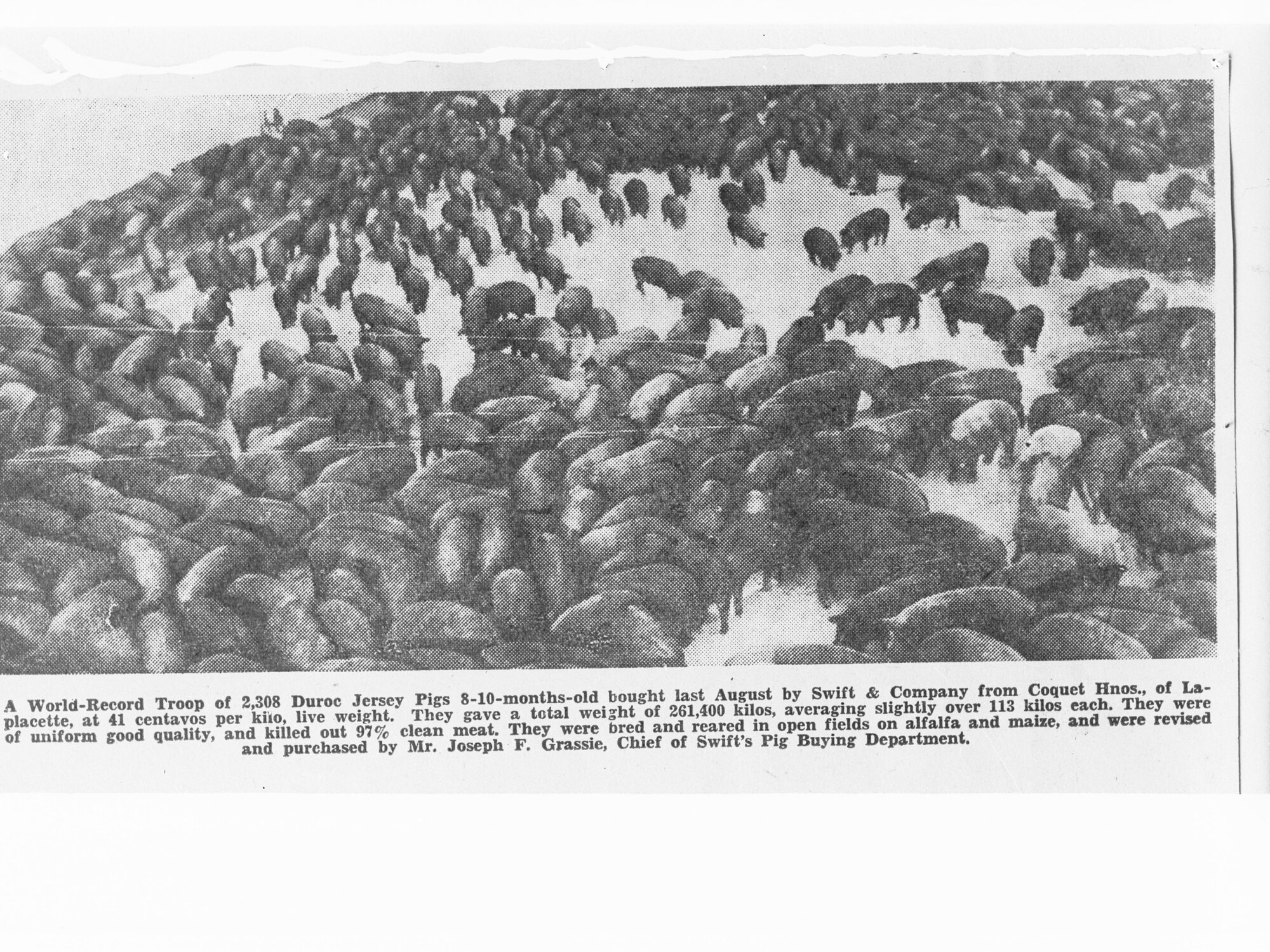 A world-record troop of 2,308 Duroc Jersey Pigs - taken from a a page in a book
