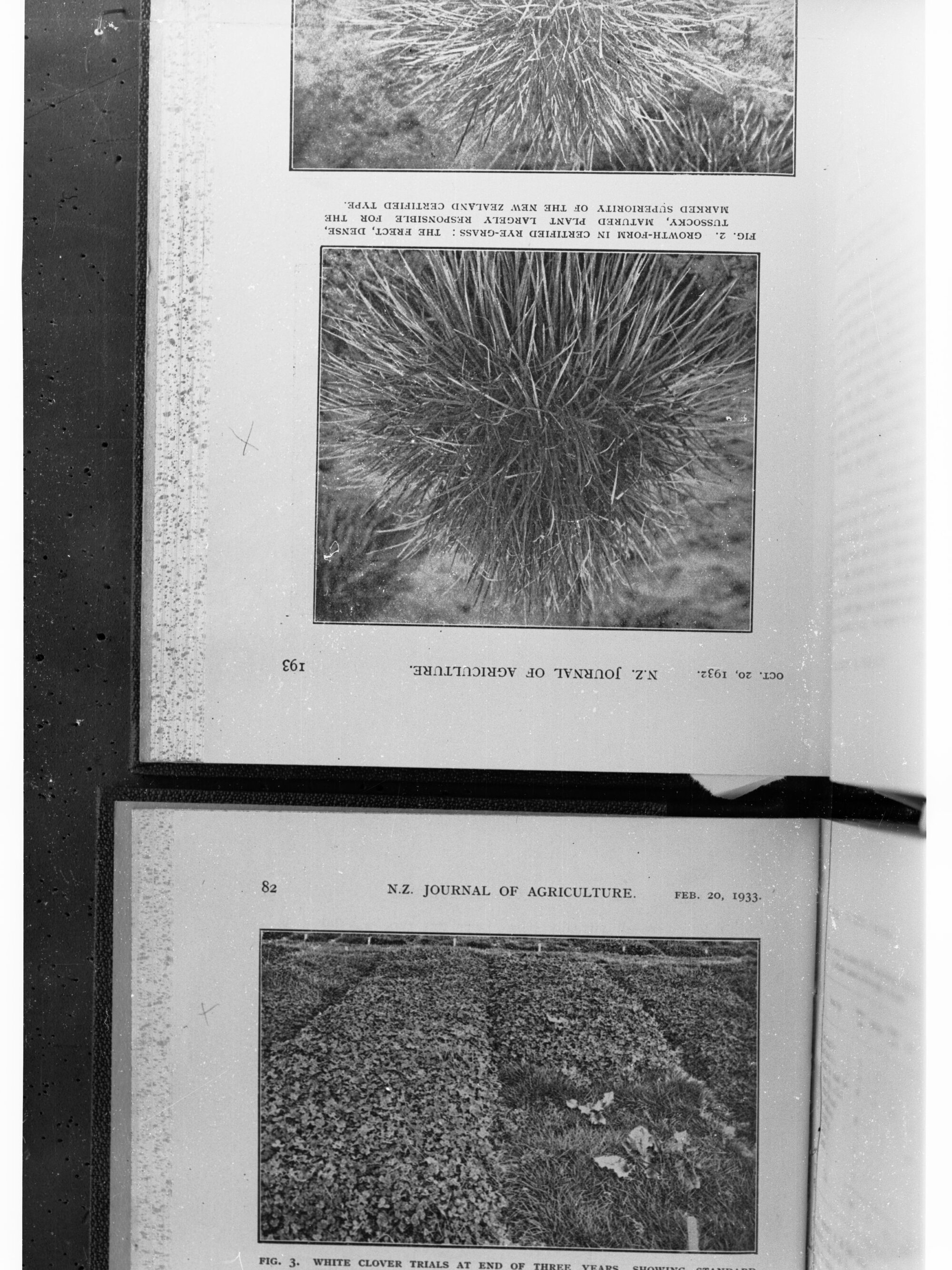 Photograph of White Clover and Rye Grass
