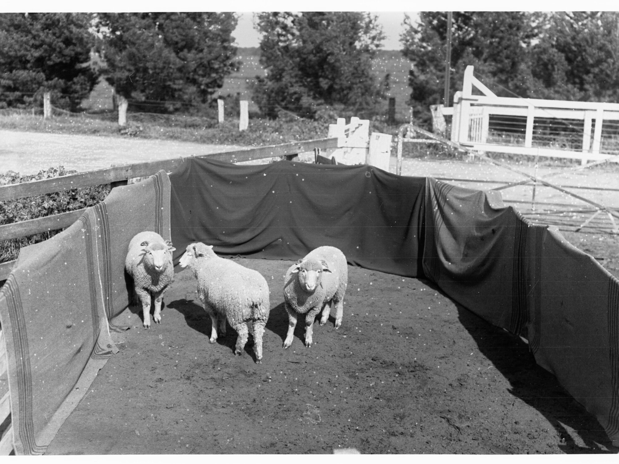 Sheep in pen at Roseworthy