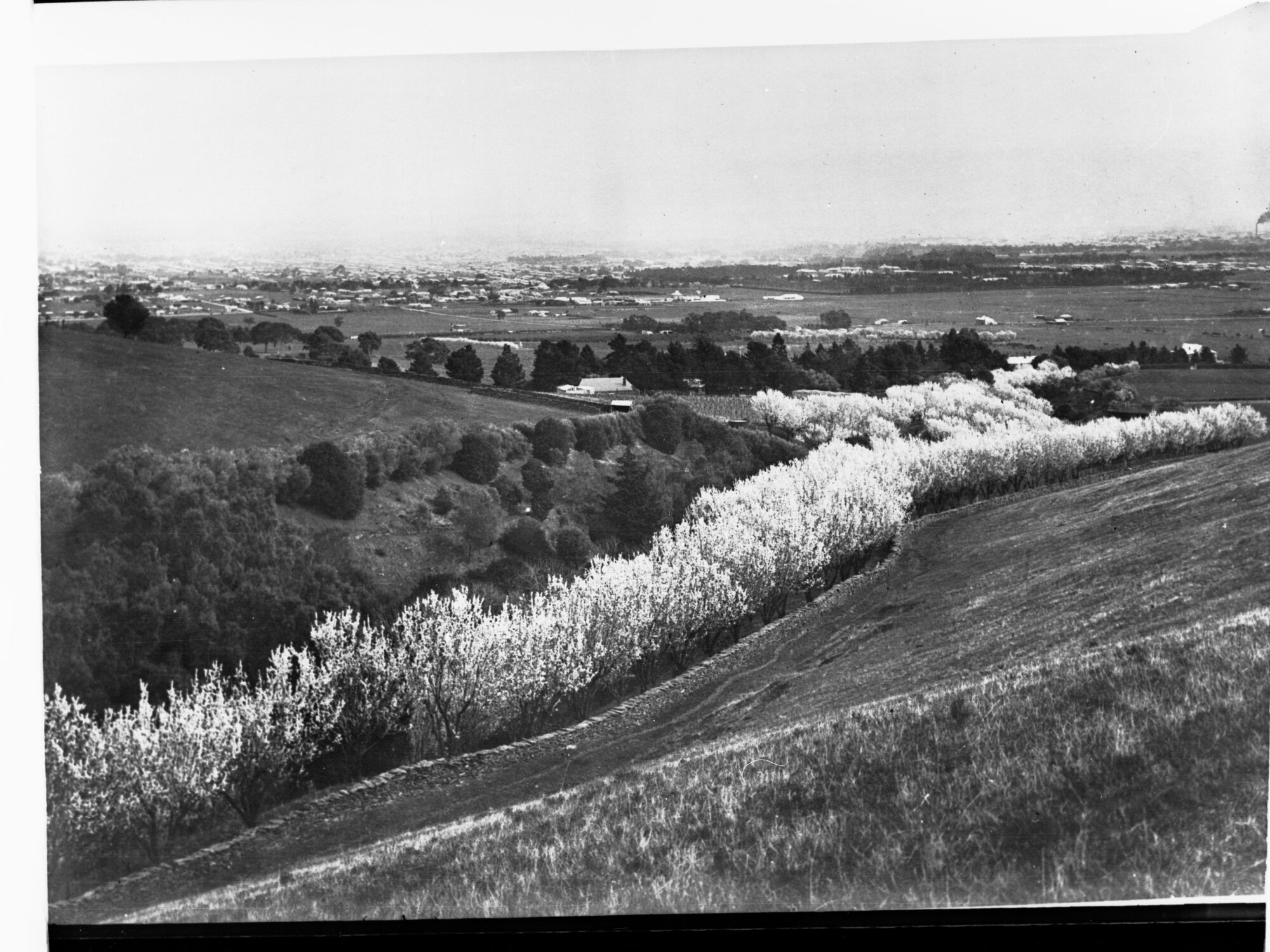 Almond Blossoms at Beaumont
