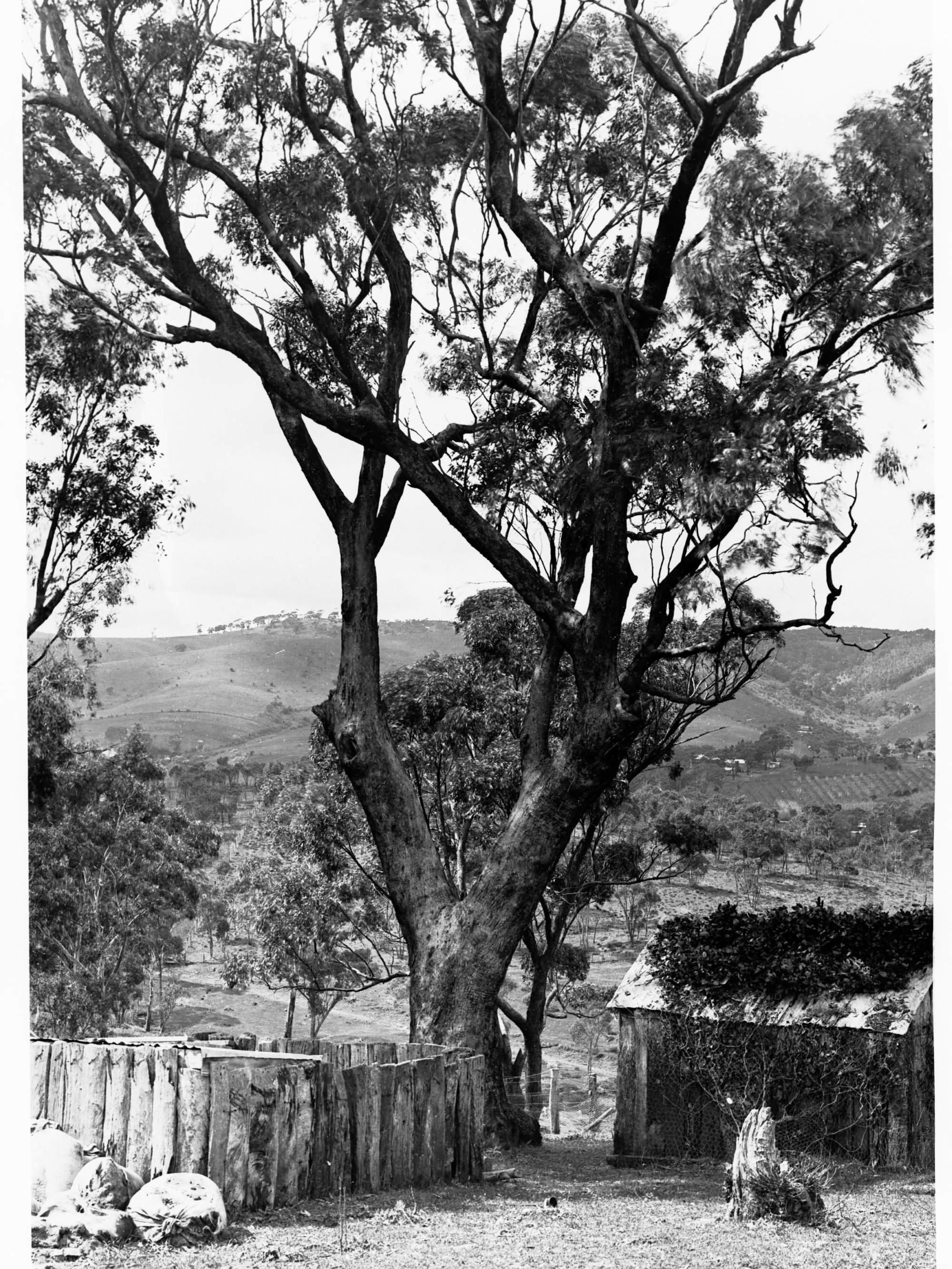 View at Minda Home's Craigburn Farm, c1920s