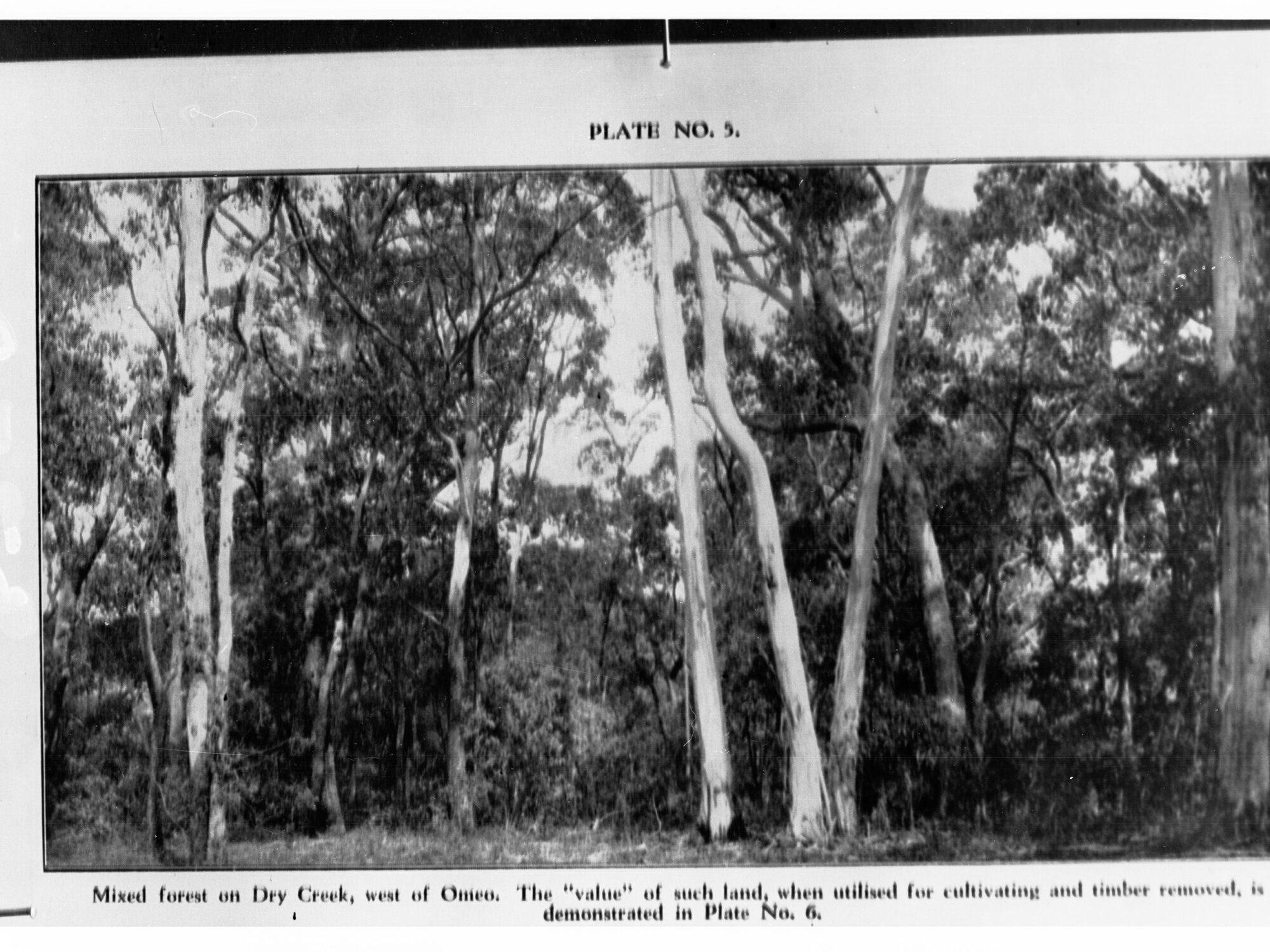 Forest at Dry Creek West of Omeo