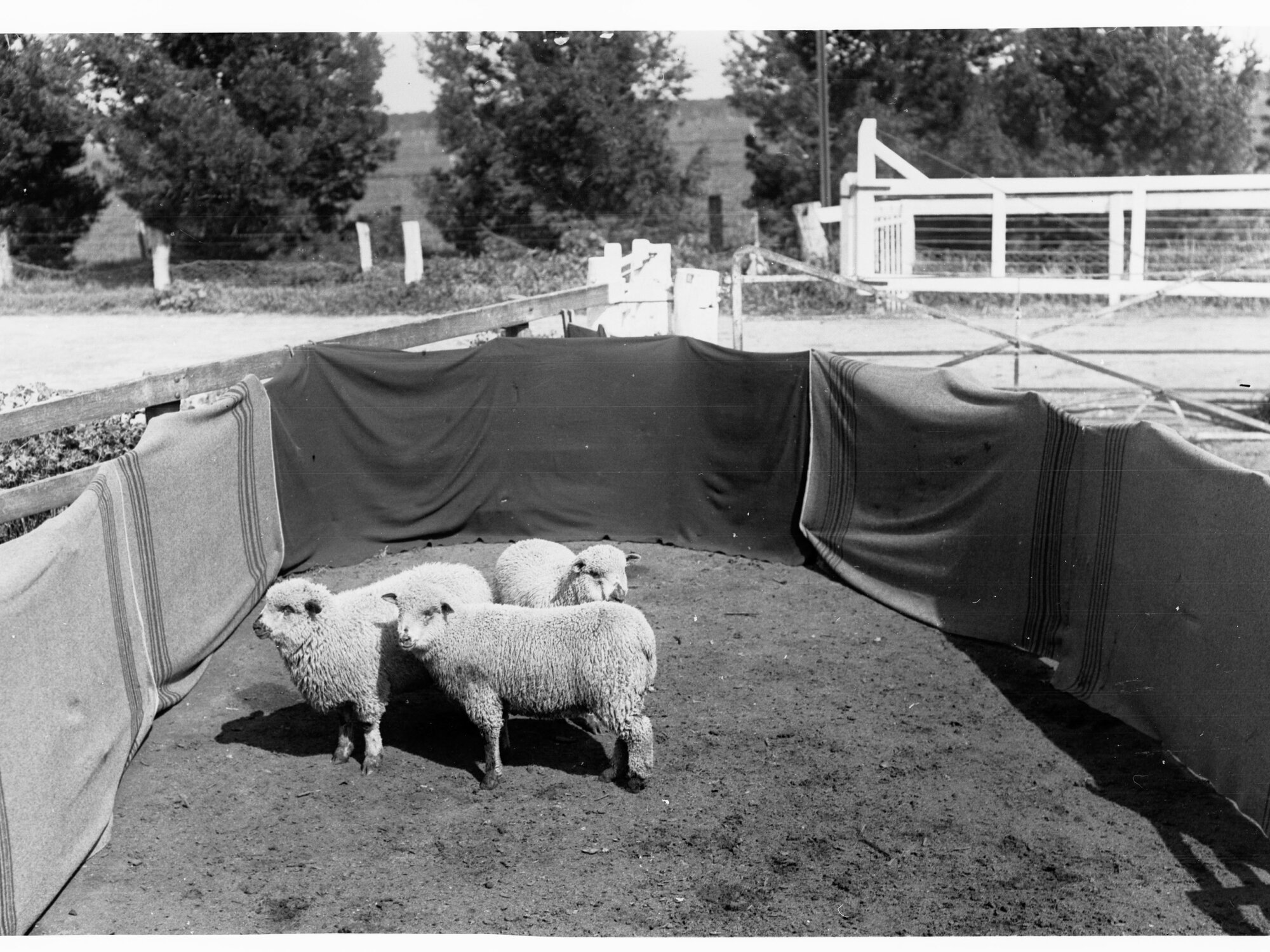 Sheep in pen at Roseworthy