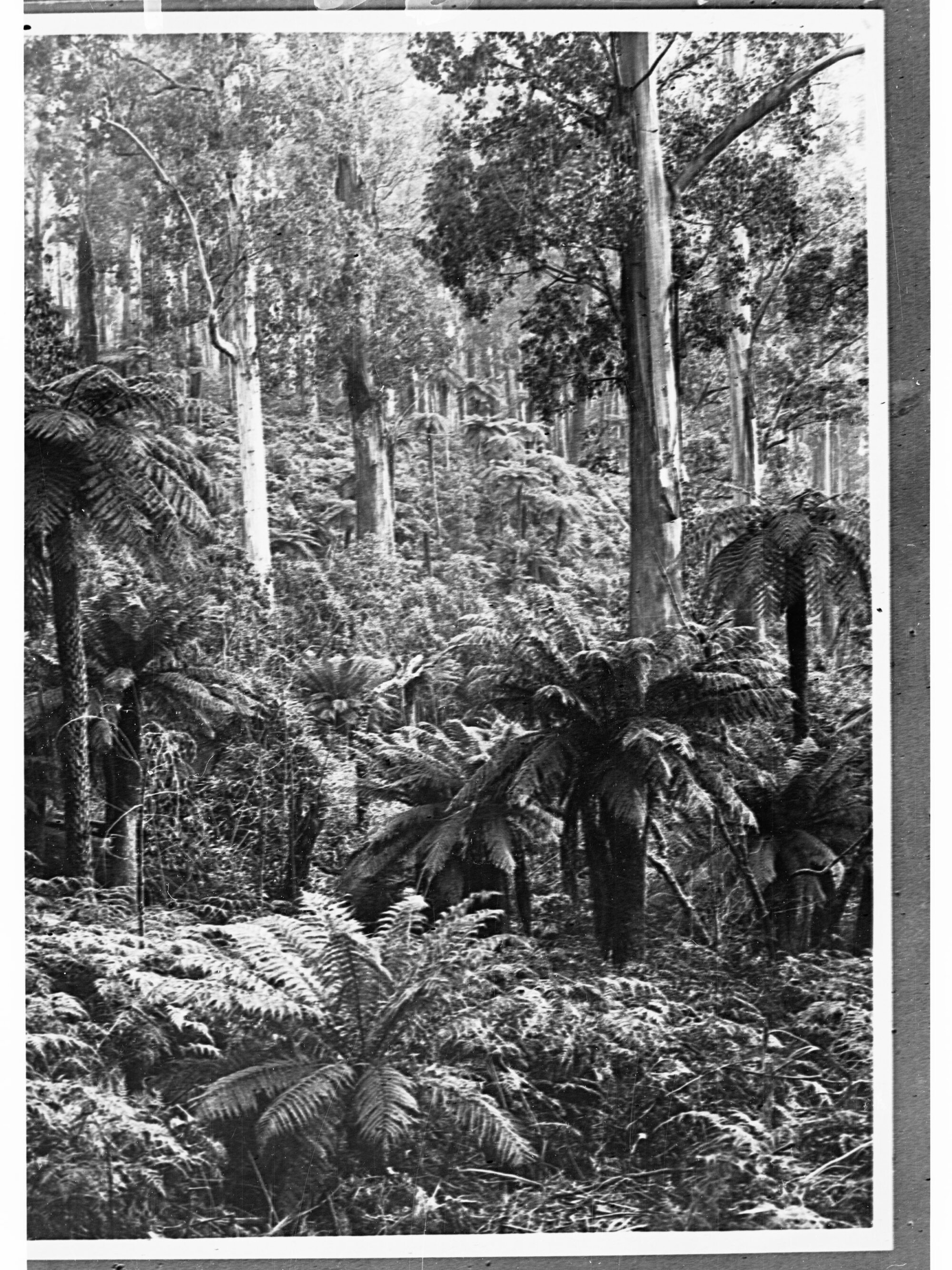 Rain Forest
