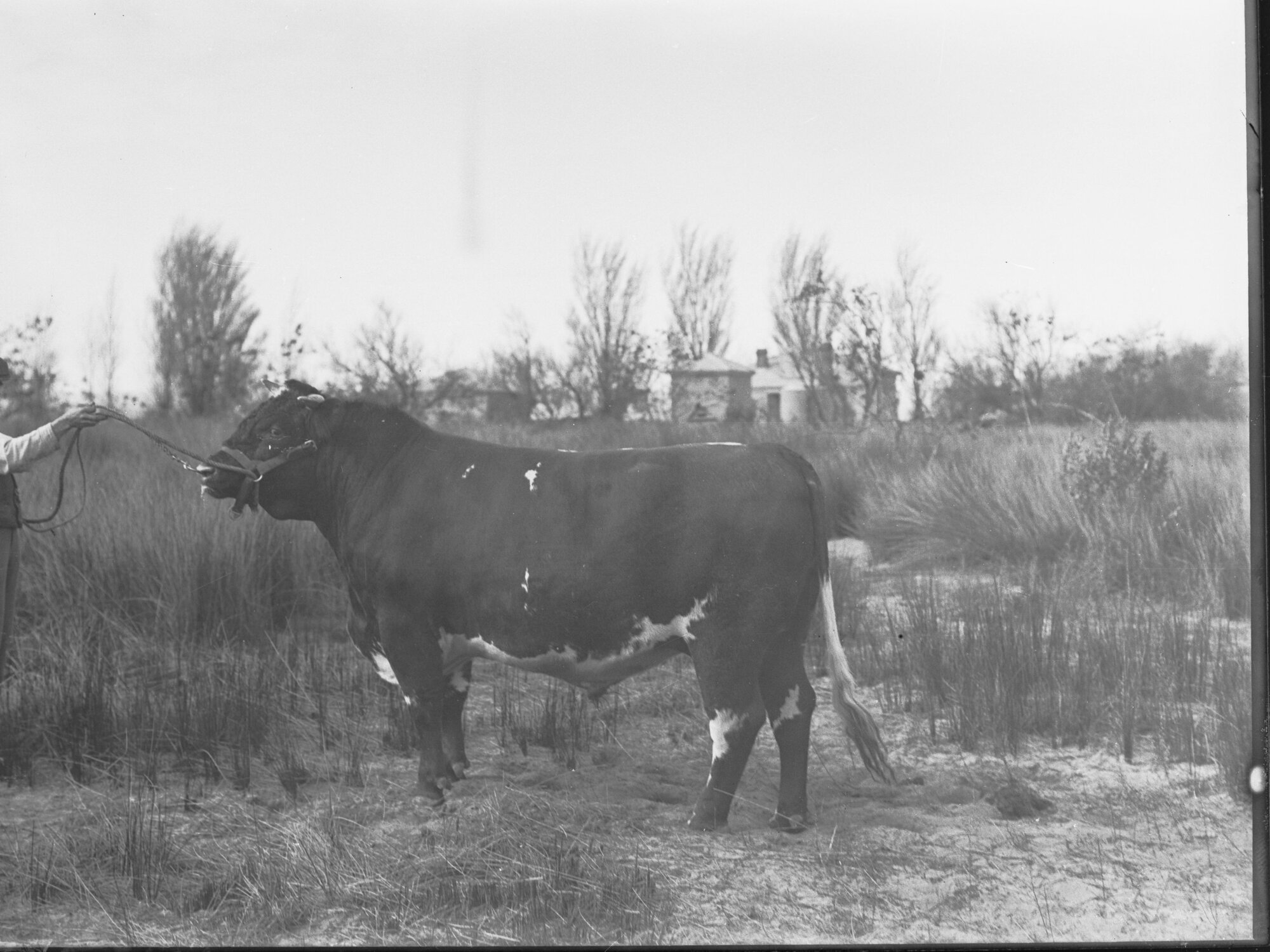 Prize Bull at Adelaide Show