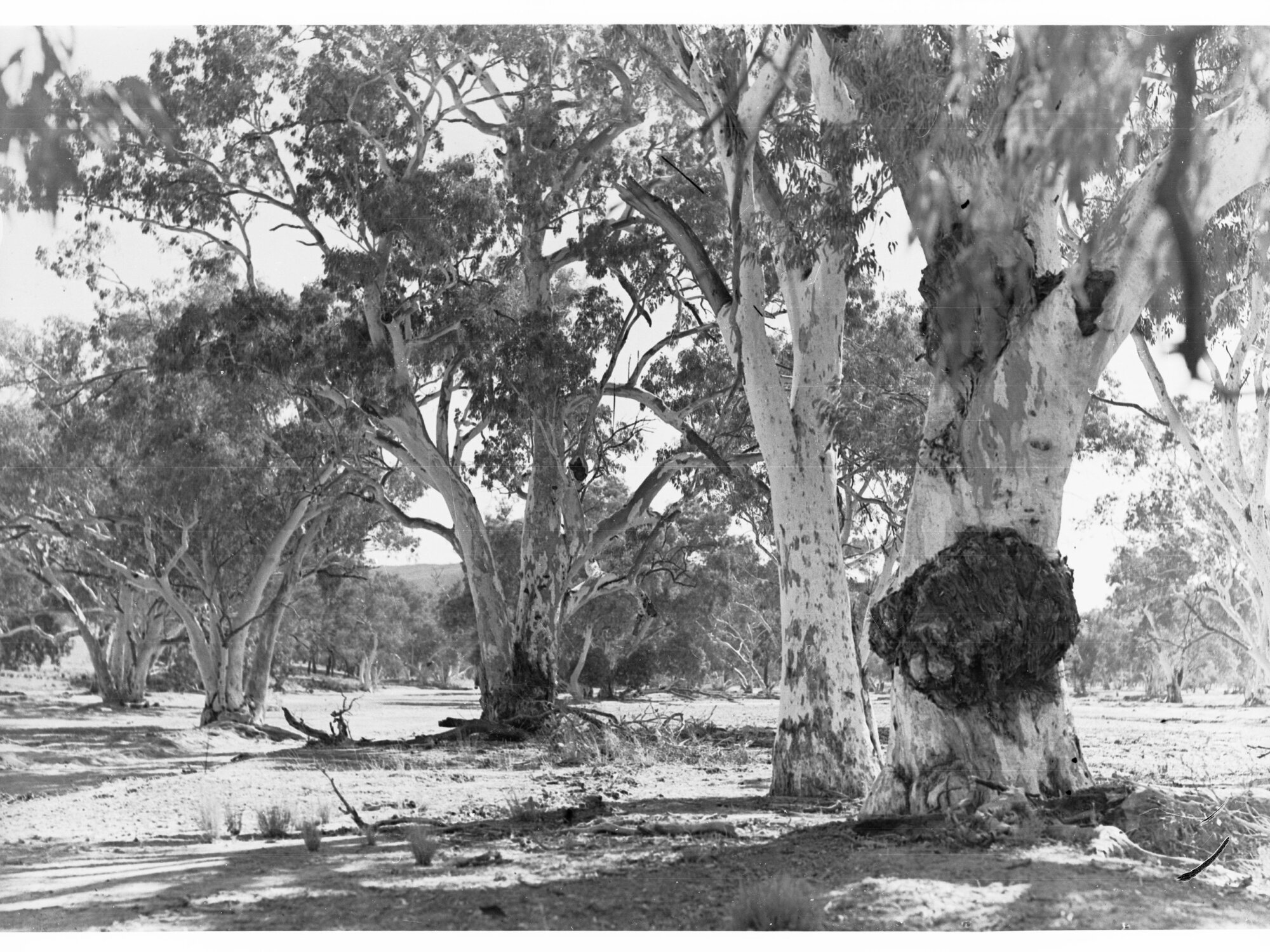 Aroona Valley