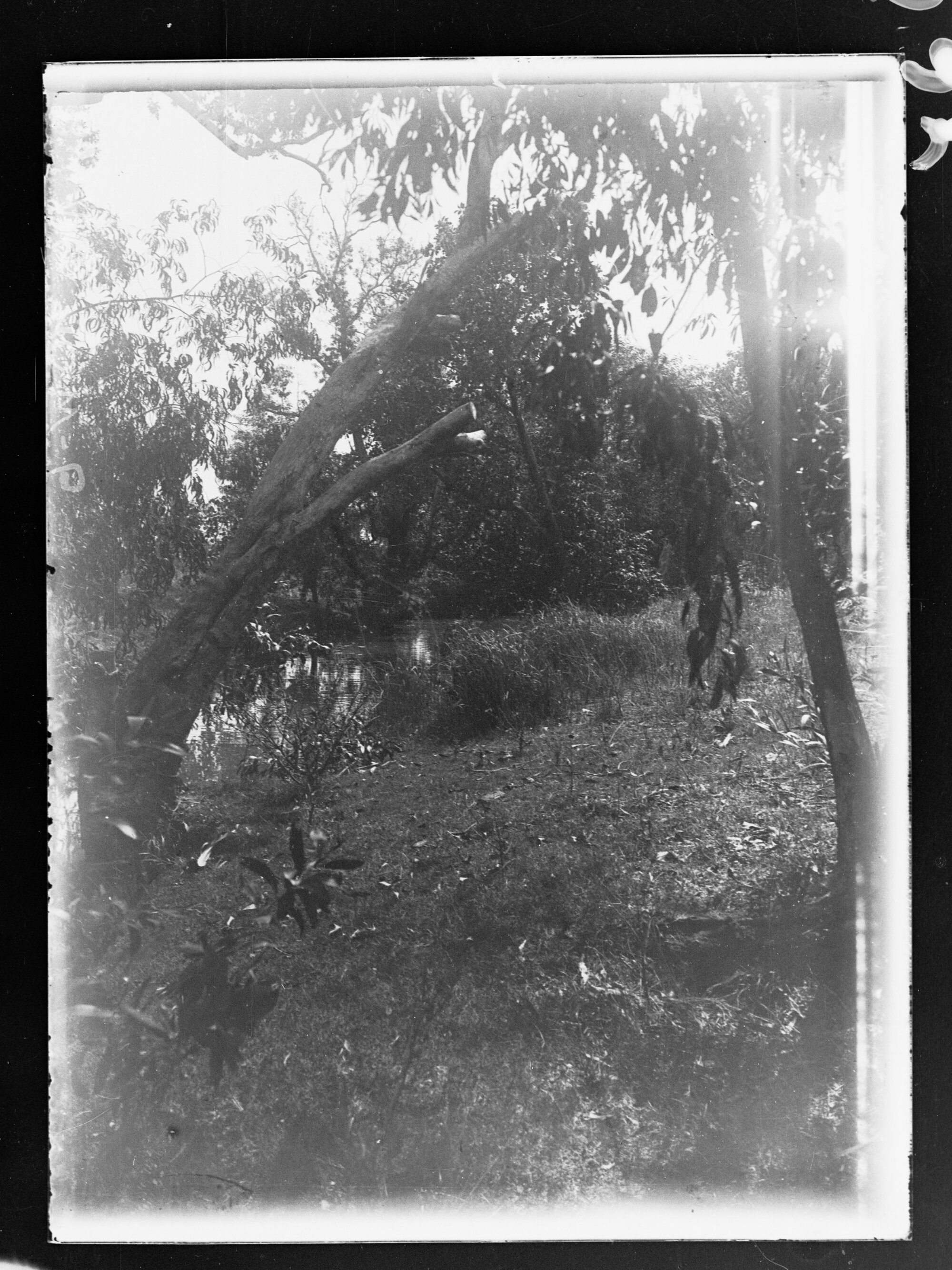 Bush scene 